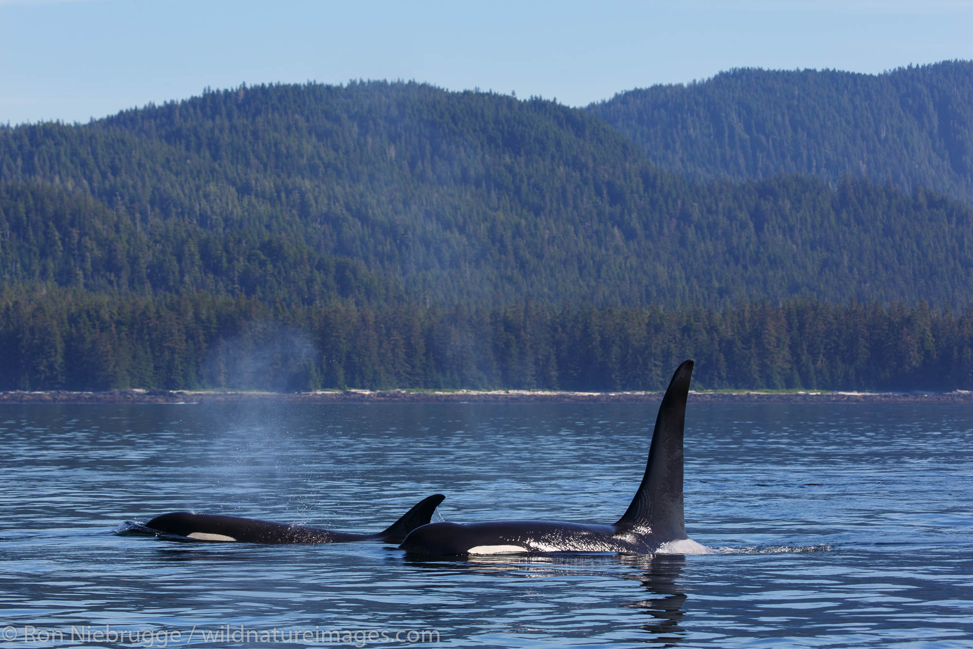 Orcas from the AF5 pod, Frederick Sound, Tongass National Forest, Alaska.