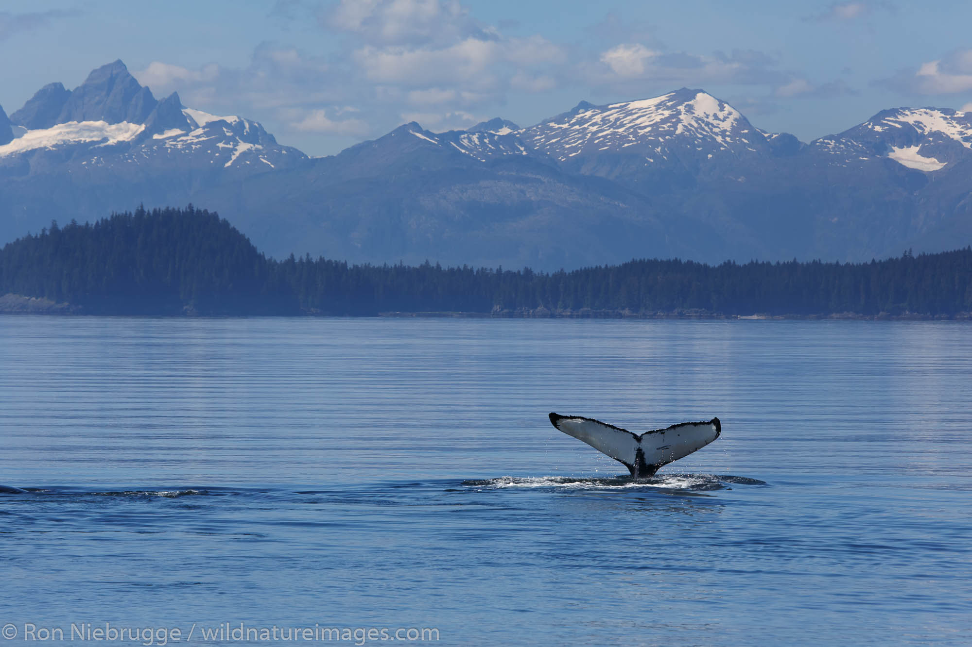 Humpback Whale, Frederick Sound, Tongass National Forest, Alaska.