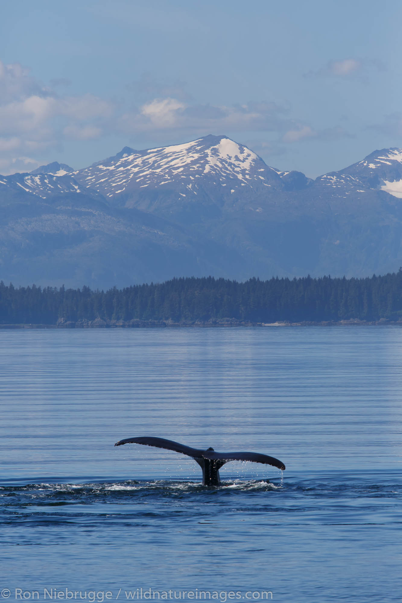 Humpback Whale, Frederick Sound, Tongass National Forest, Alaska.
