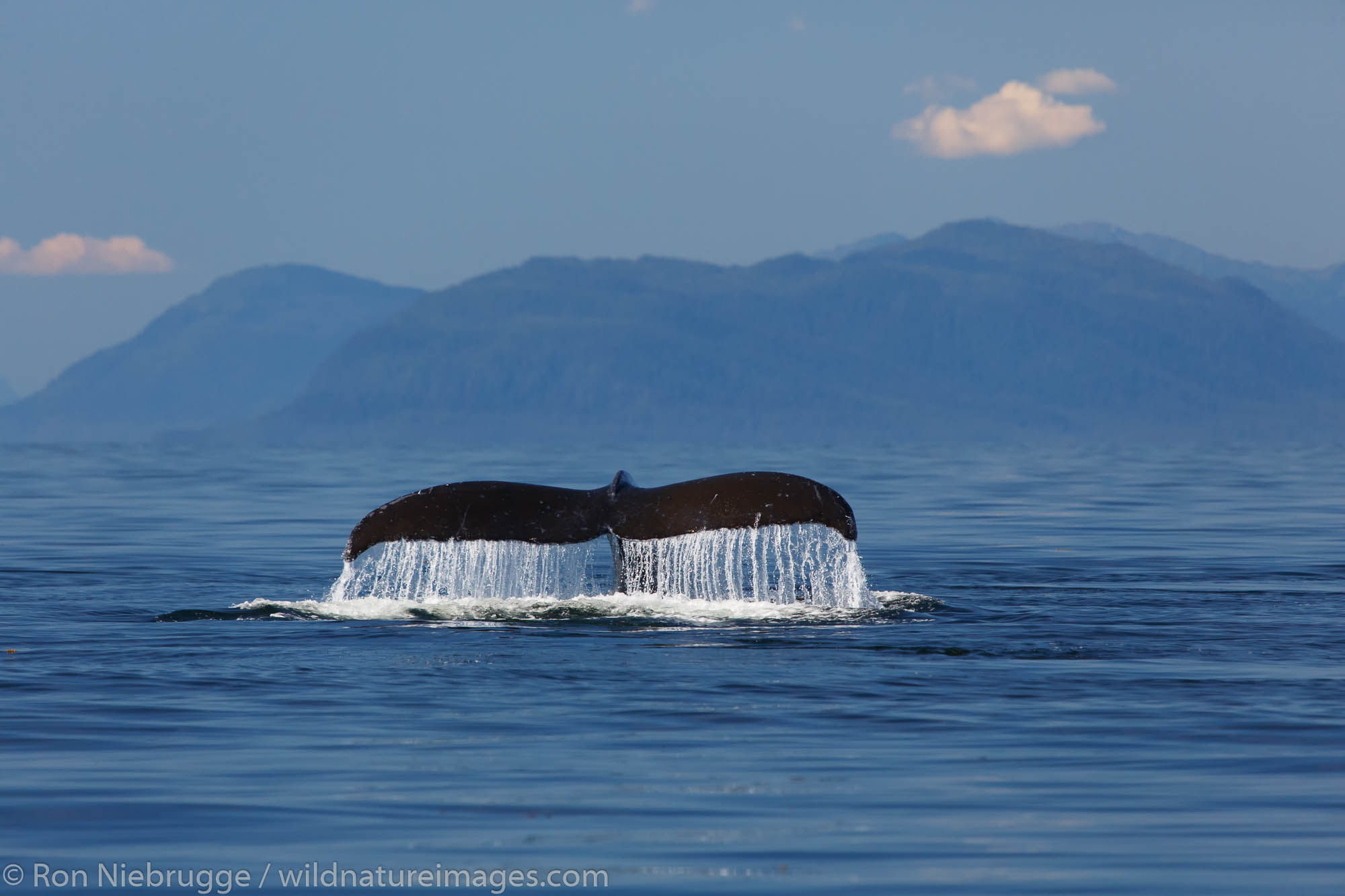 Humpback Whale, Frederick Sound, Tongass National Forest, Alaska.