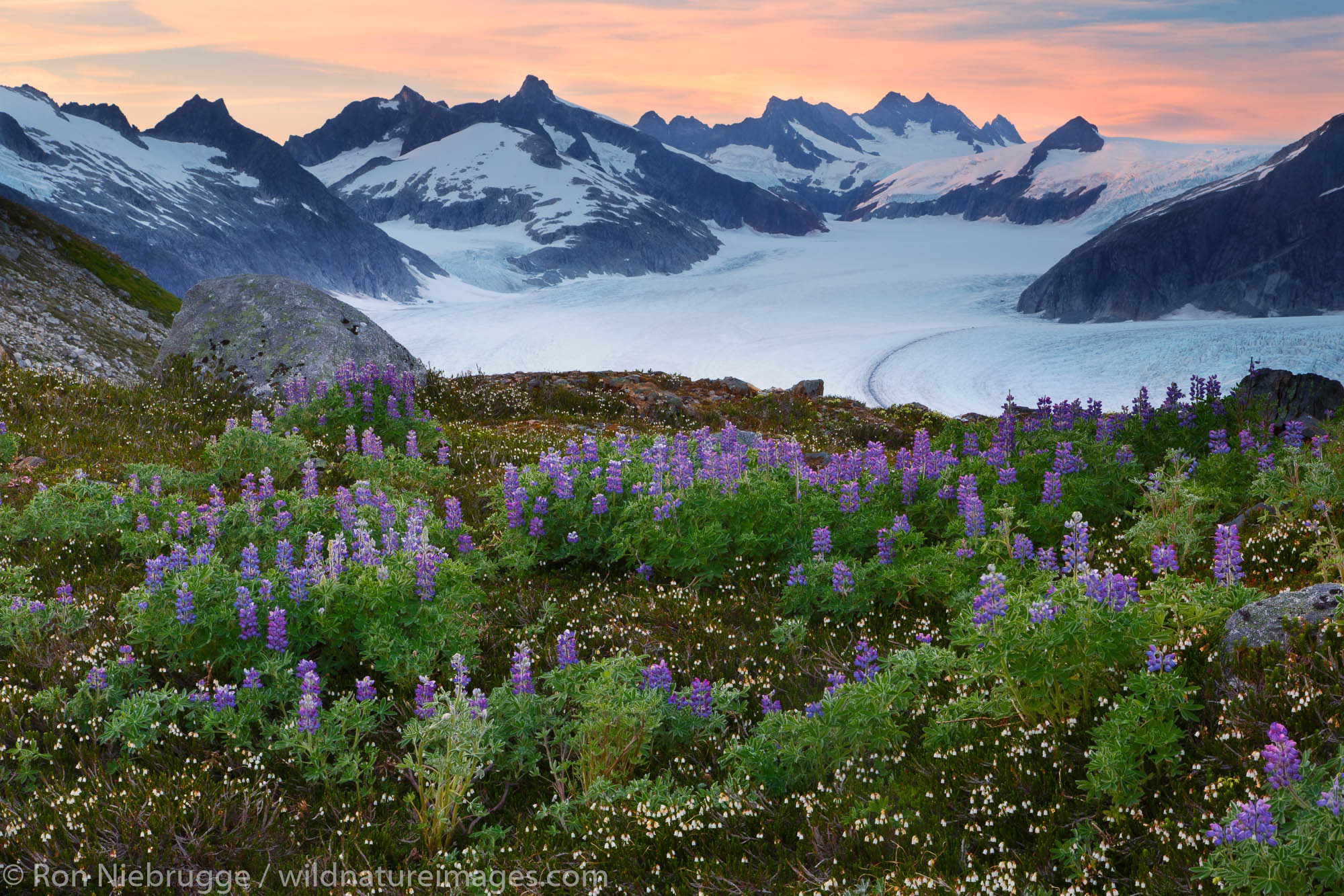 Wildflowers on Mount Stroller White above the Mendenhall Glacier, Tongass National Forest, Alaska