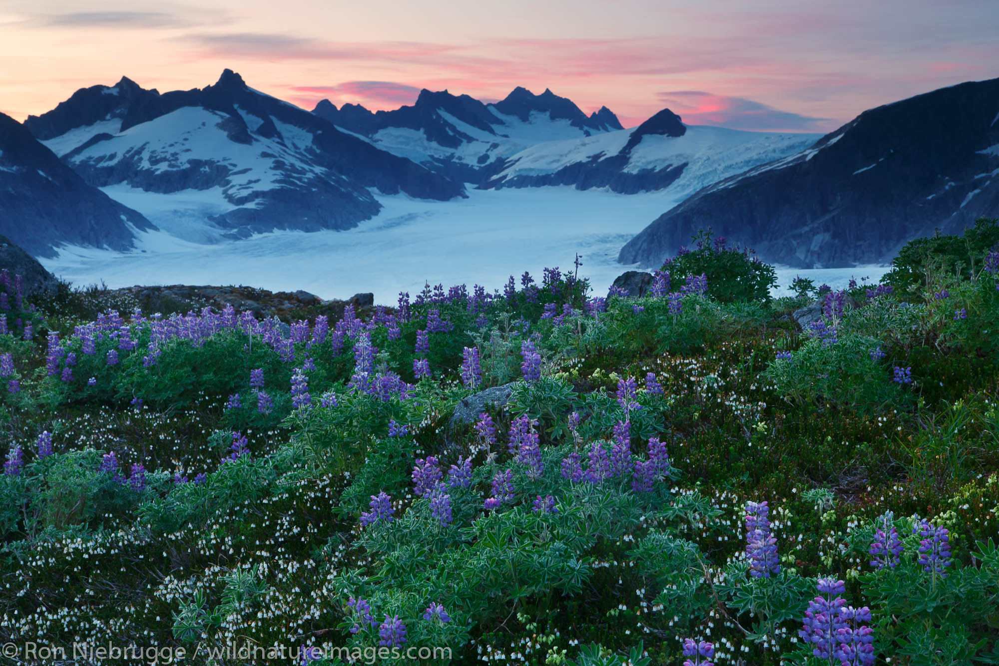 Wildflowers on Mount Stroller White above the Mendenhall Glacier, Tongass National Forest, Alaska