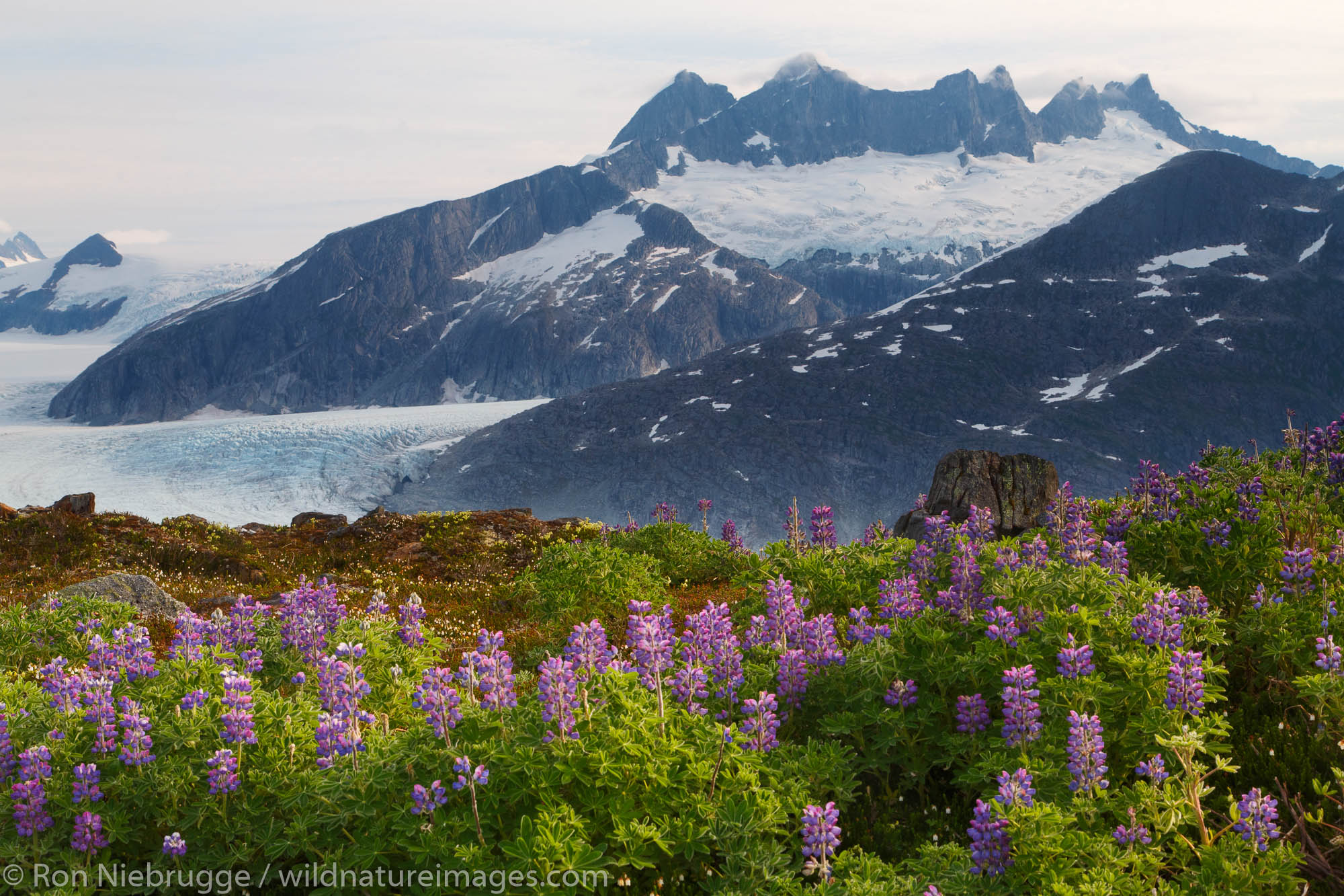 From Mount Stroller White above the Mendenhall Glacier, Tongass National Forest, Alaska