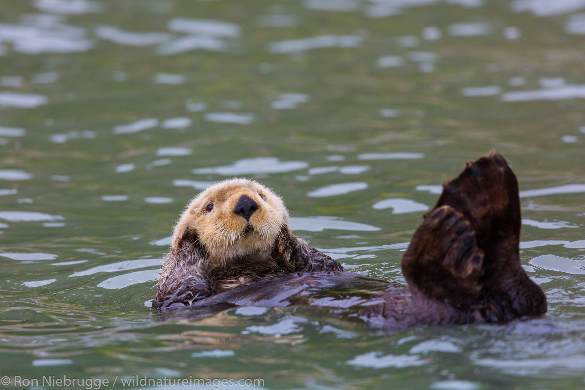 Sea Otter (Enhydra lutris) off shore from Lake Clark National Park, Cook Inlet,  Alaska.