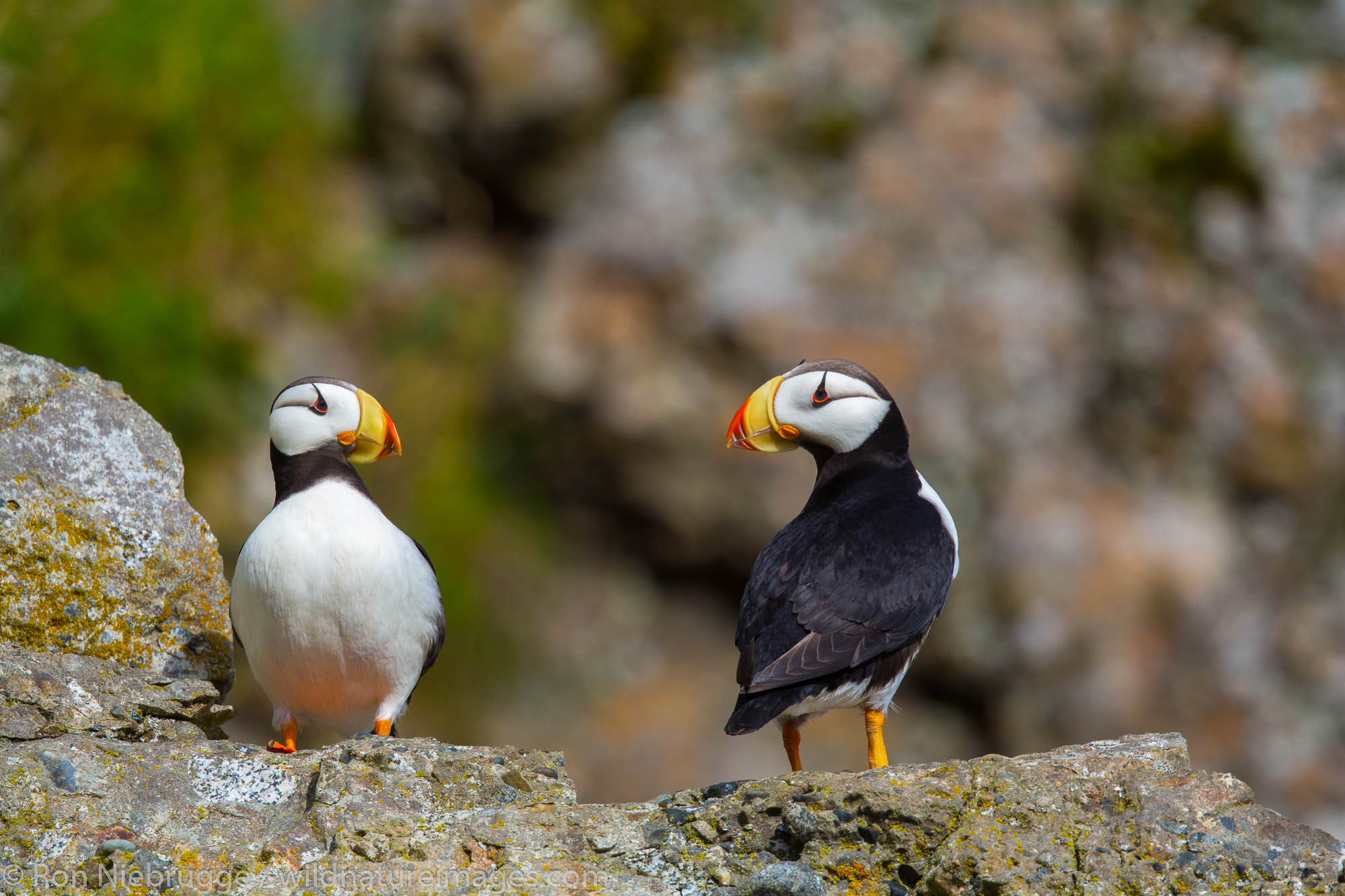 Horned puffin (Fratercula corniculata), Lake Clark National Park, Alaska.