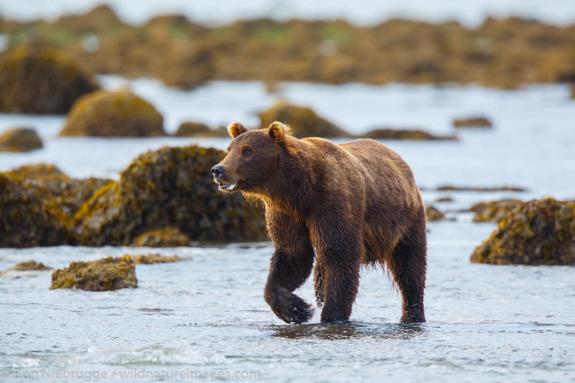 Brown / Grizzly Bear, Shelter Creek,  Lake Clark National Park, Alaska.