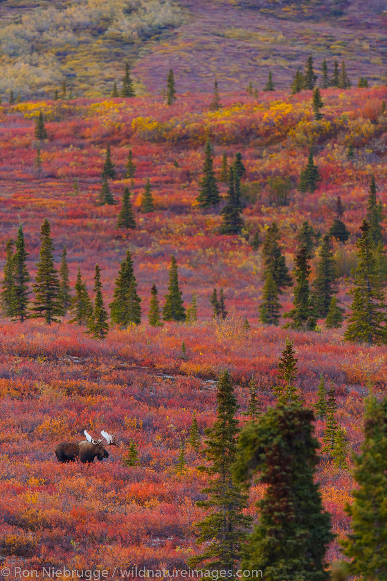 Bull moose, Denali National Park, Alaska.