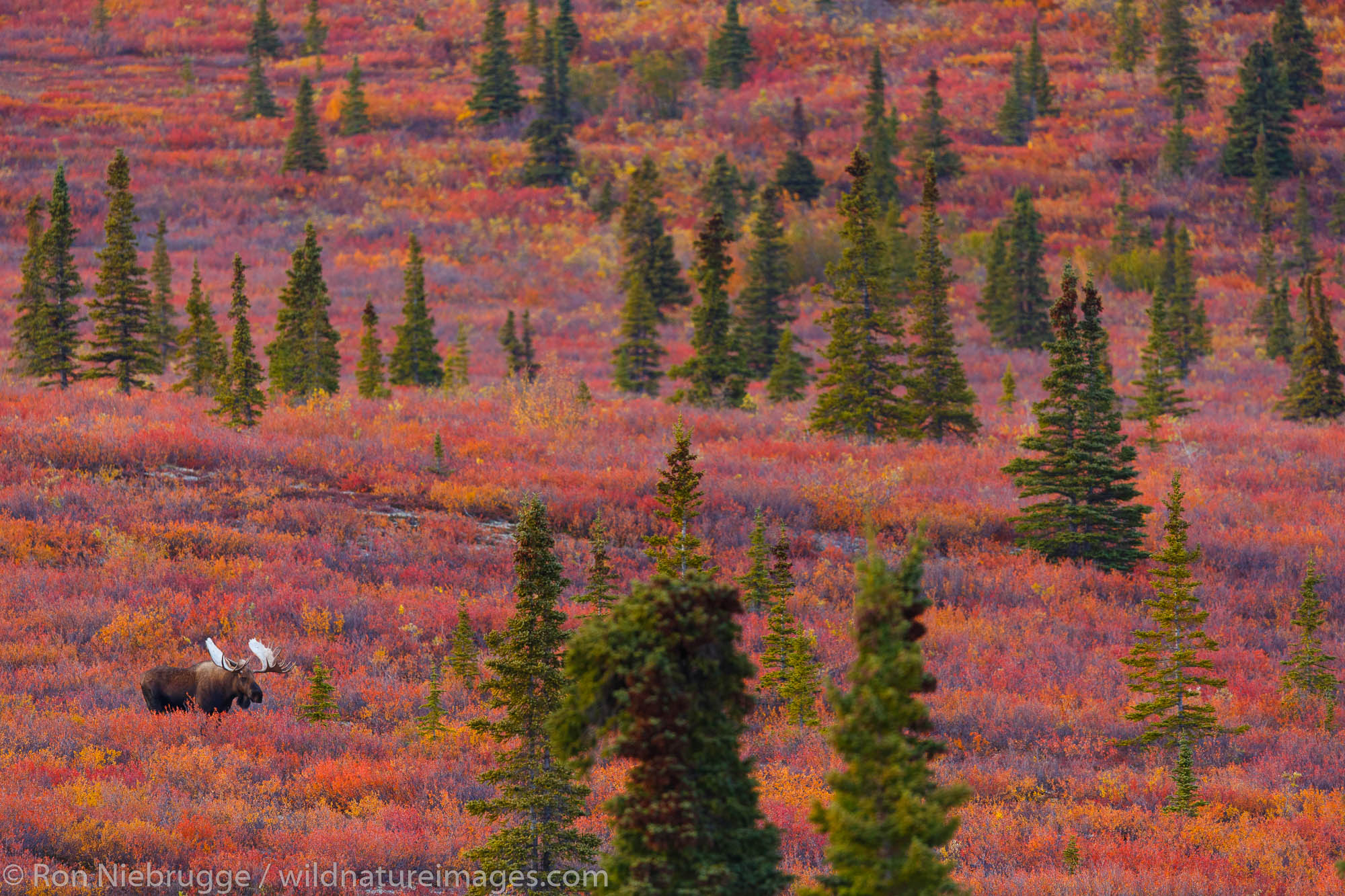 Bull moose, Denali National Park, Alaska.