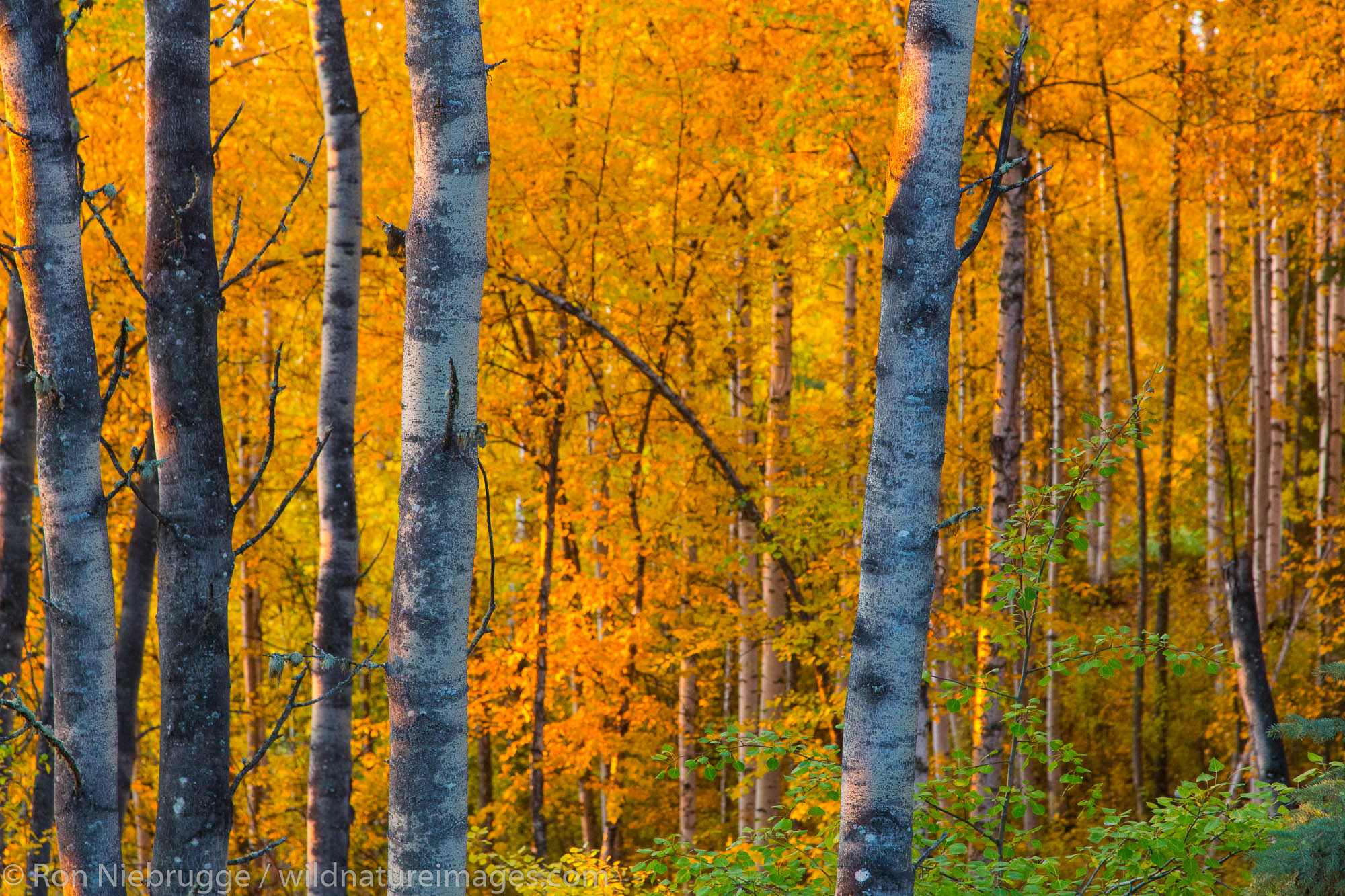 Autumn trees, Fairbanks, Alaska.