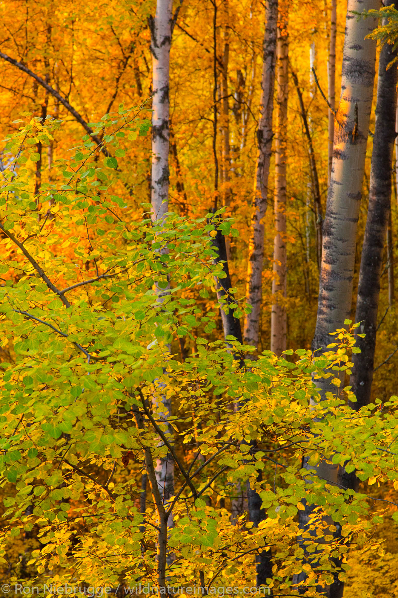 Autumn trees, Fairbanks, Alaska.
