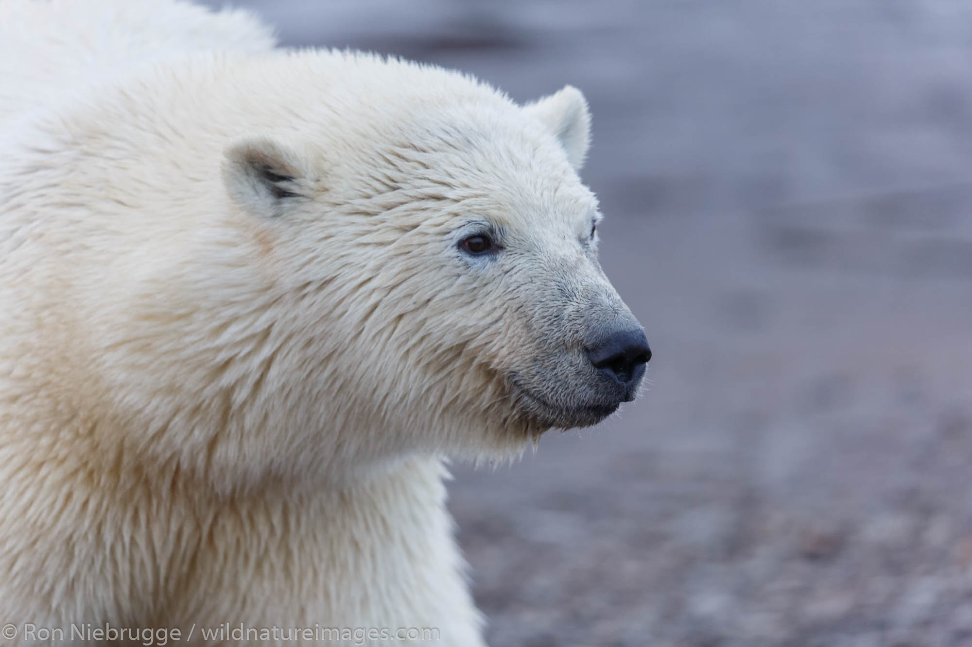 Polar bears (Ursus maritimus),  Arctic National Wildlife Refuge, Alaska.