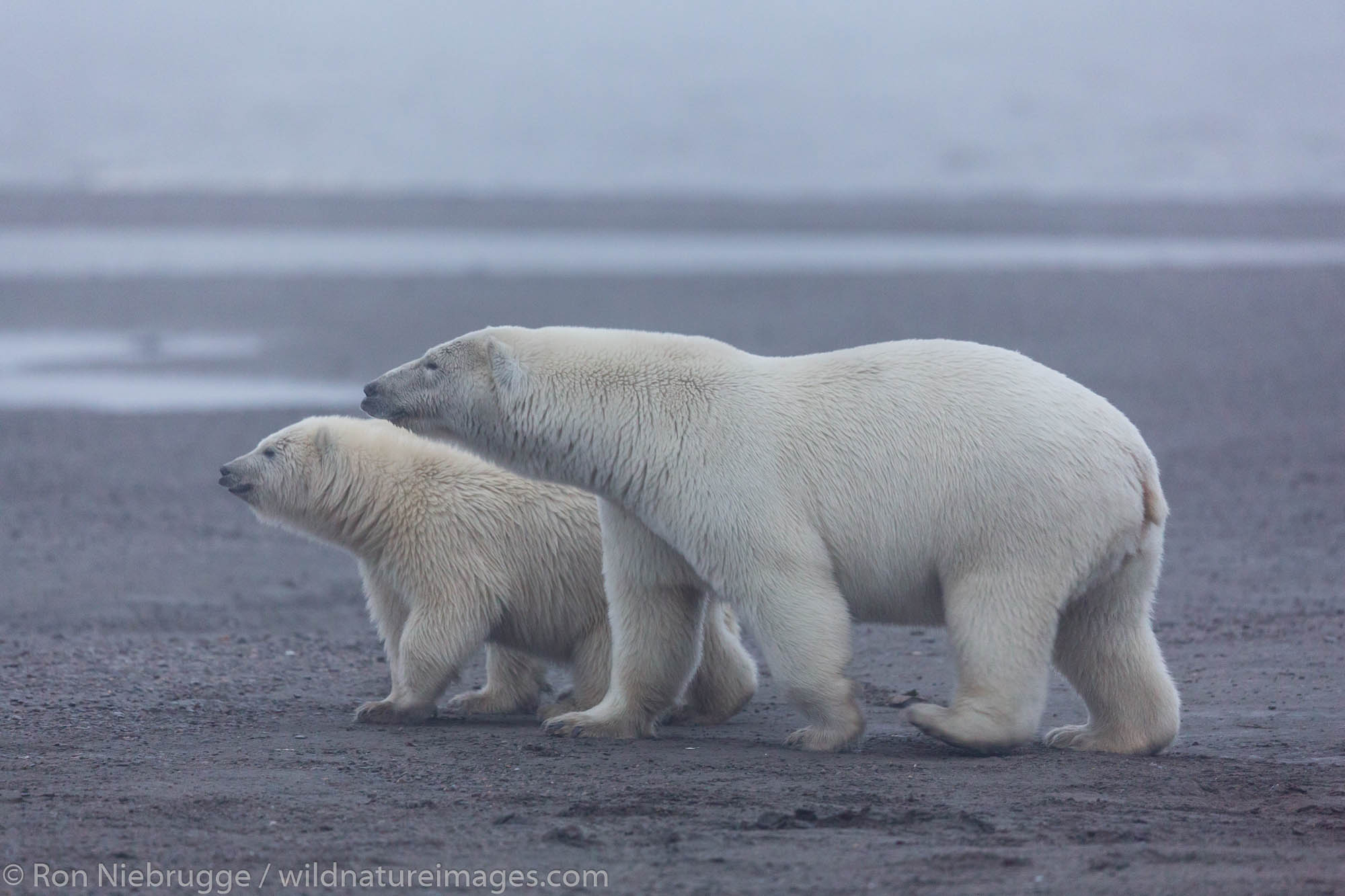 Polar bears (Ursus maritimus) Arctic National Wildlife Refuge Alaska.