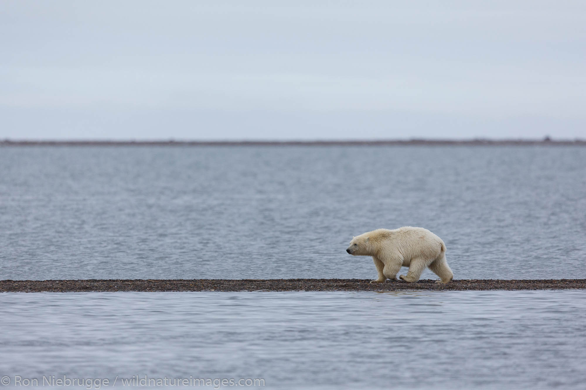 Polar bears (Ursus maritimus),  Arctic National Wildlife Refuge, Alaska.