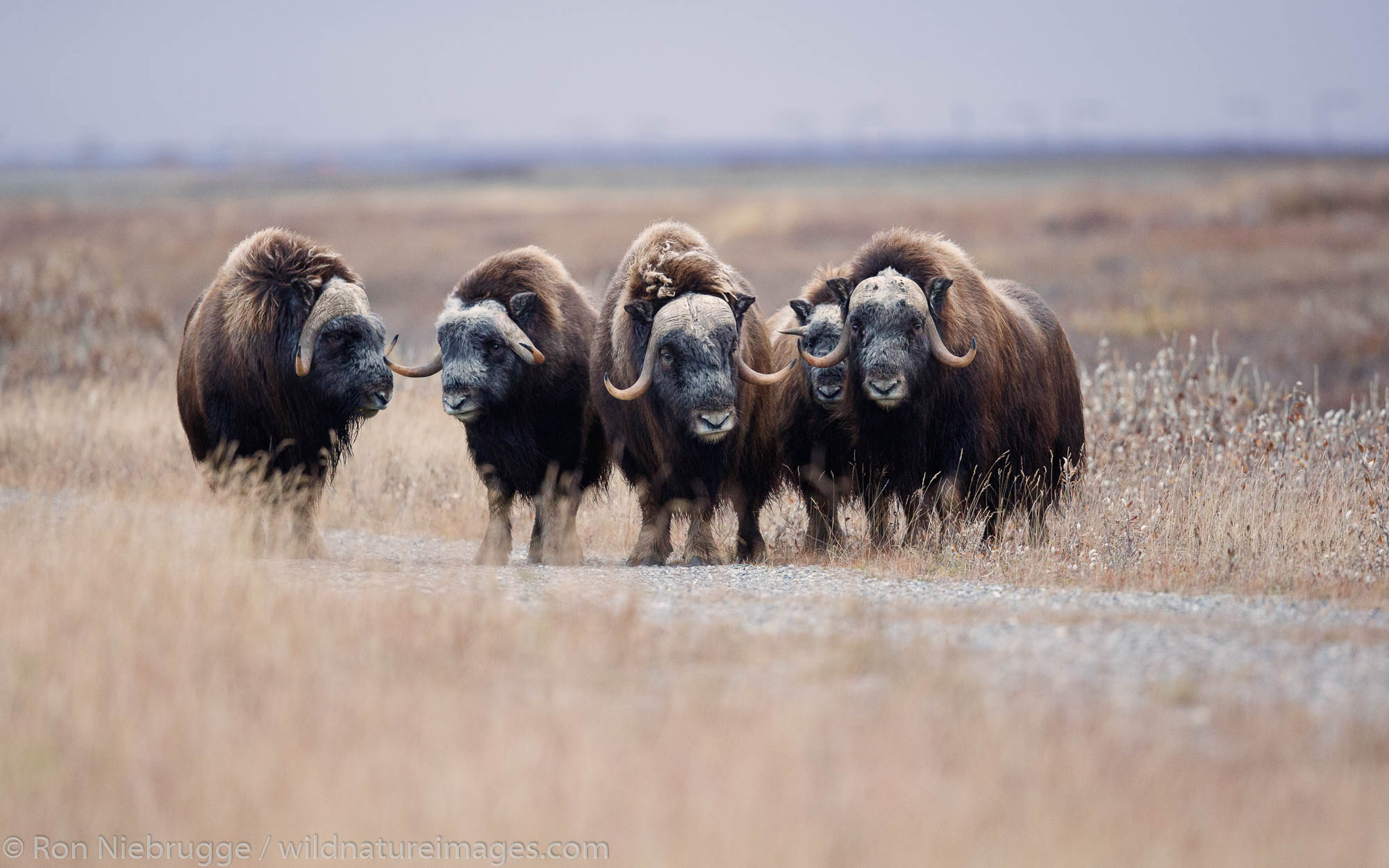 Muskox along the Dalton Highway Alaska.