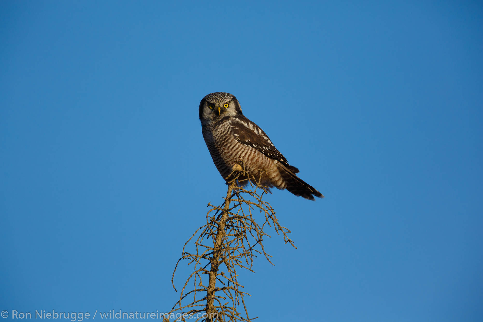 Northern hawk-owl (Surnia ulula), Dalton Highway, Alaska.
