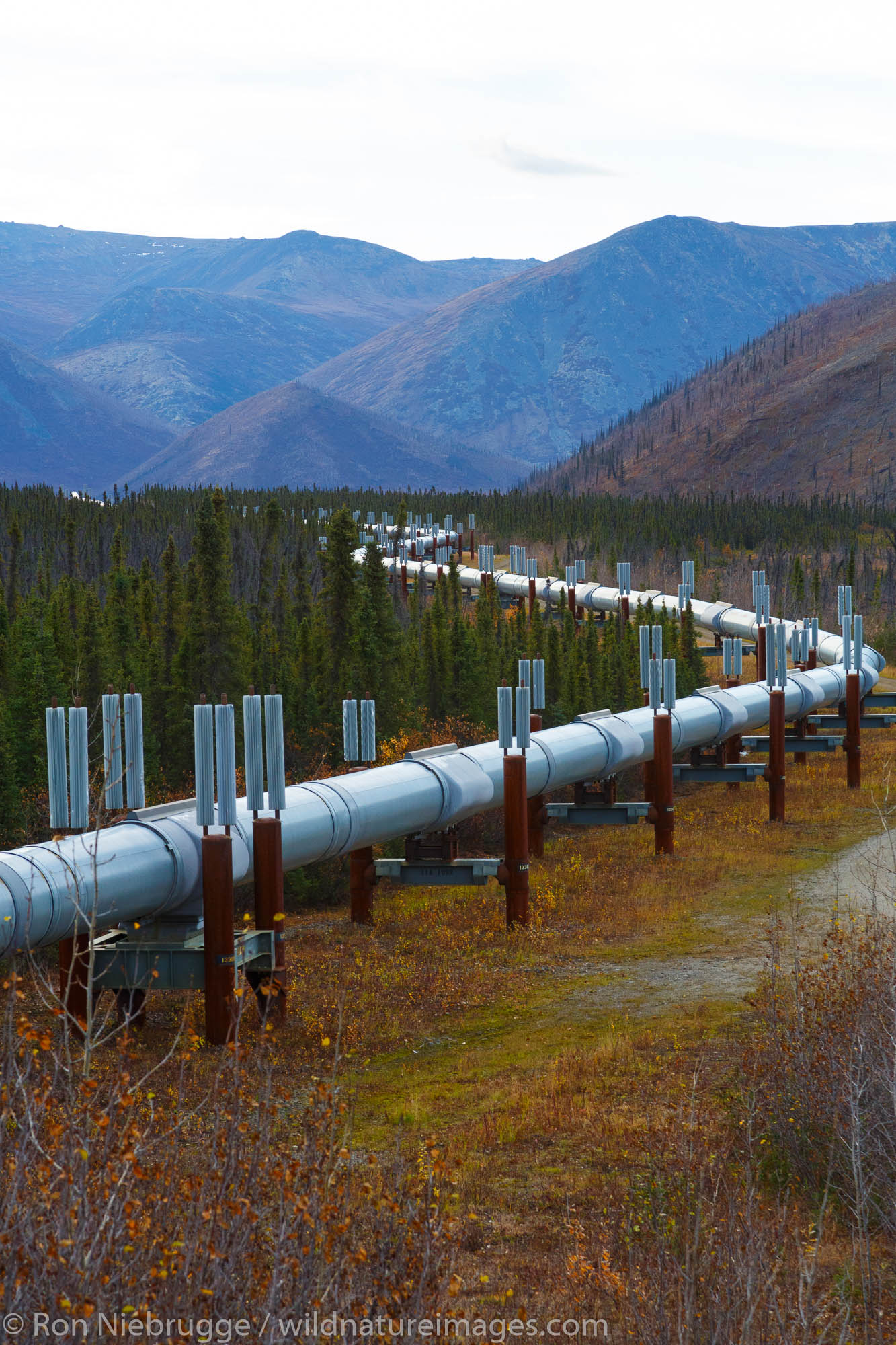 Alyeska Pipeline near the Dalton Highway, Alaska.