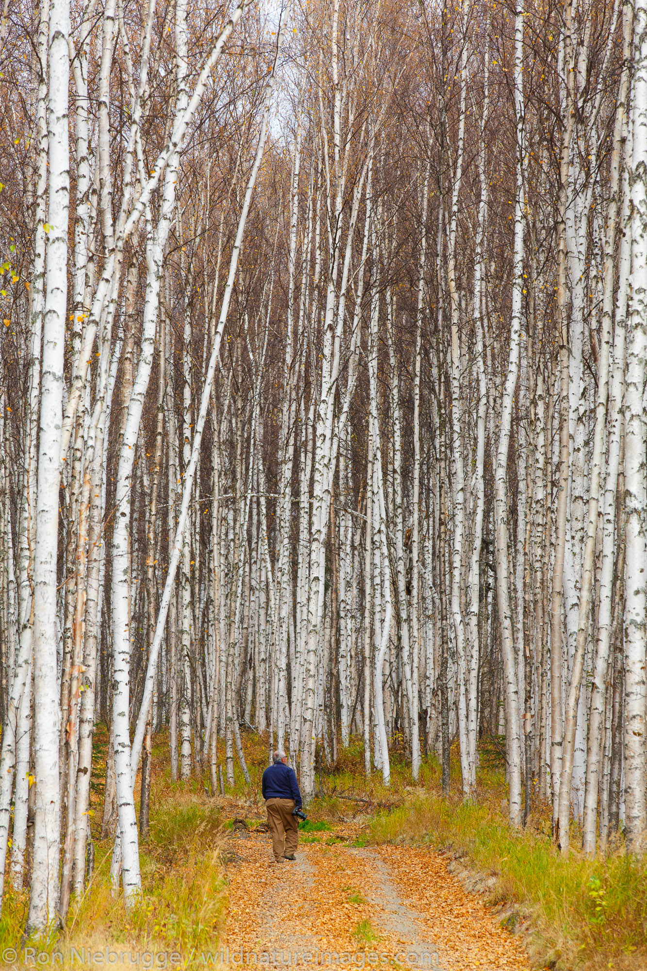 Fall colors near Fairbanks, Alaska.