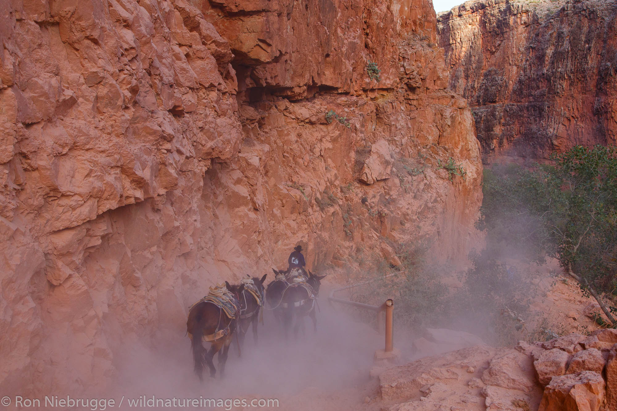 Mules at Havasu Falls, Havasupai Indian Reservation, Grand Canyon, Arizona.