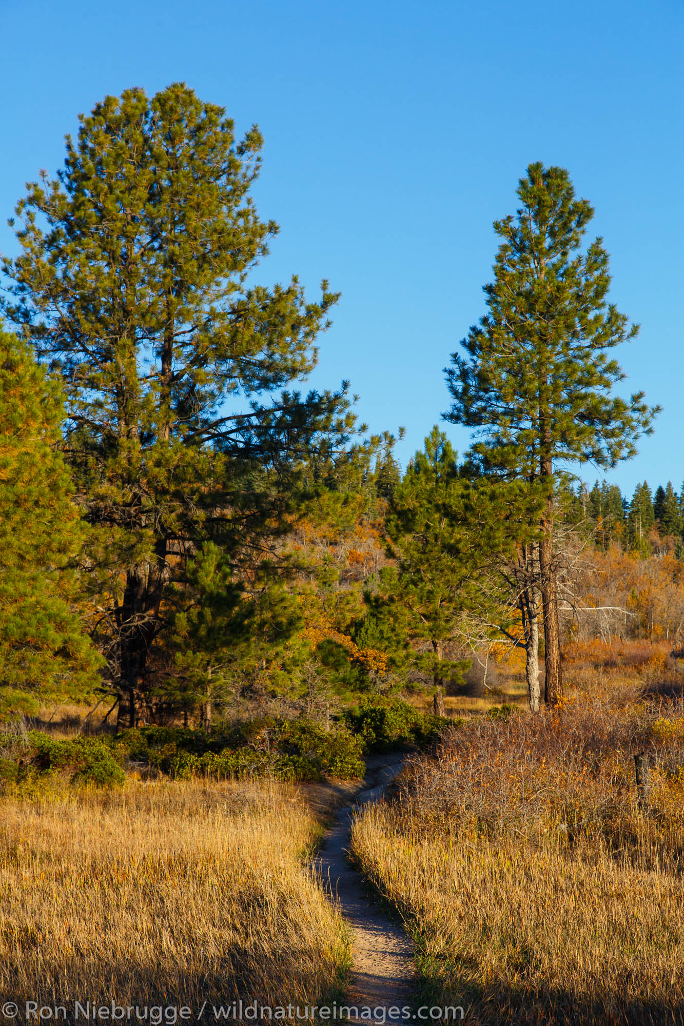 From the West Rim Trail, Zion National Park, Utah.