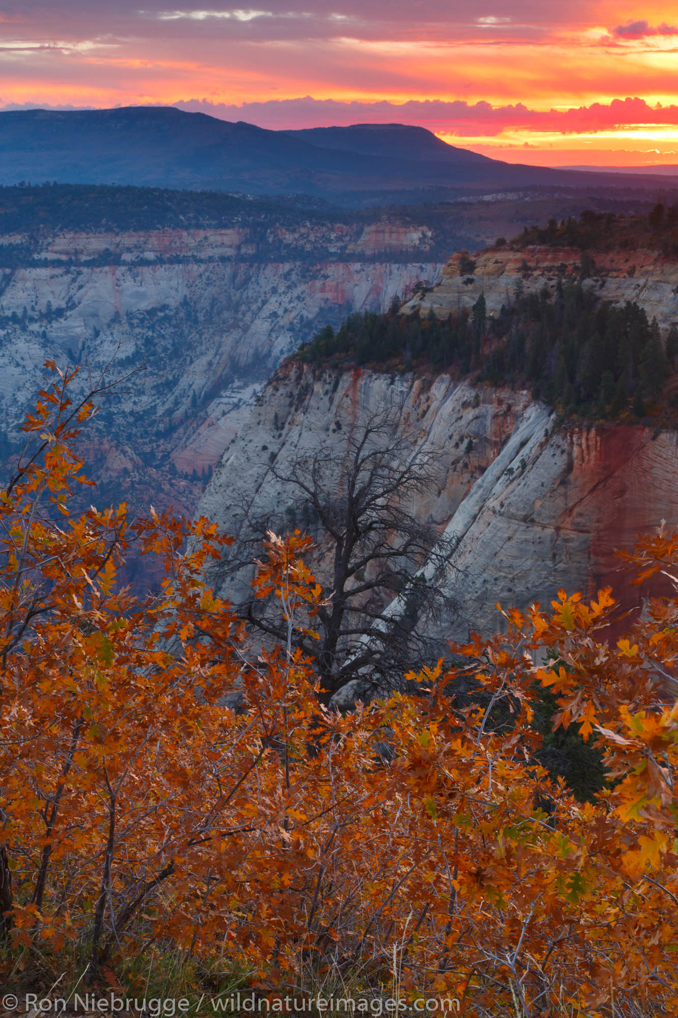 From the West Rim Trail, Zion National Park, Utah.