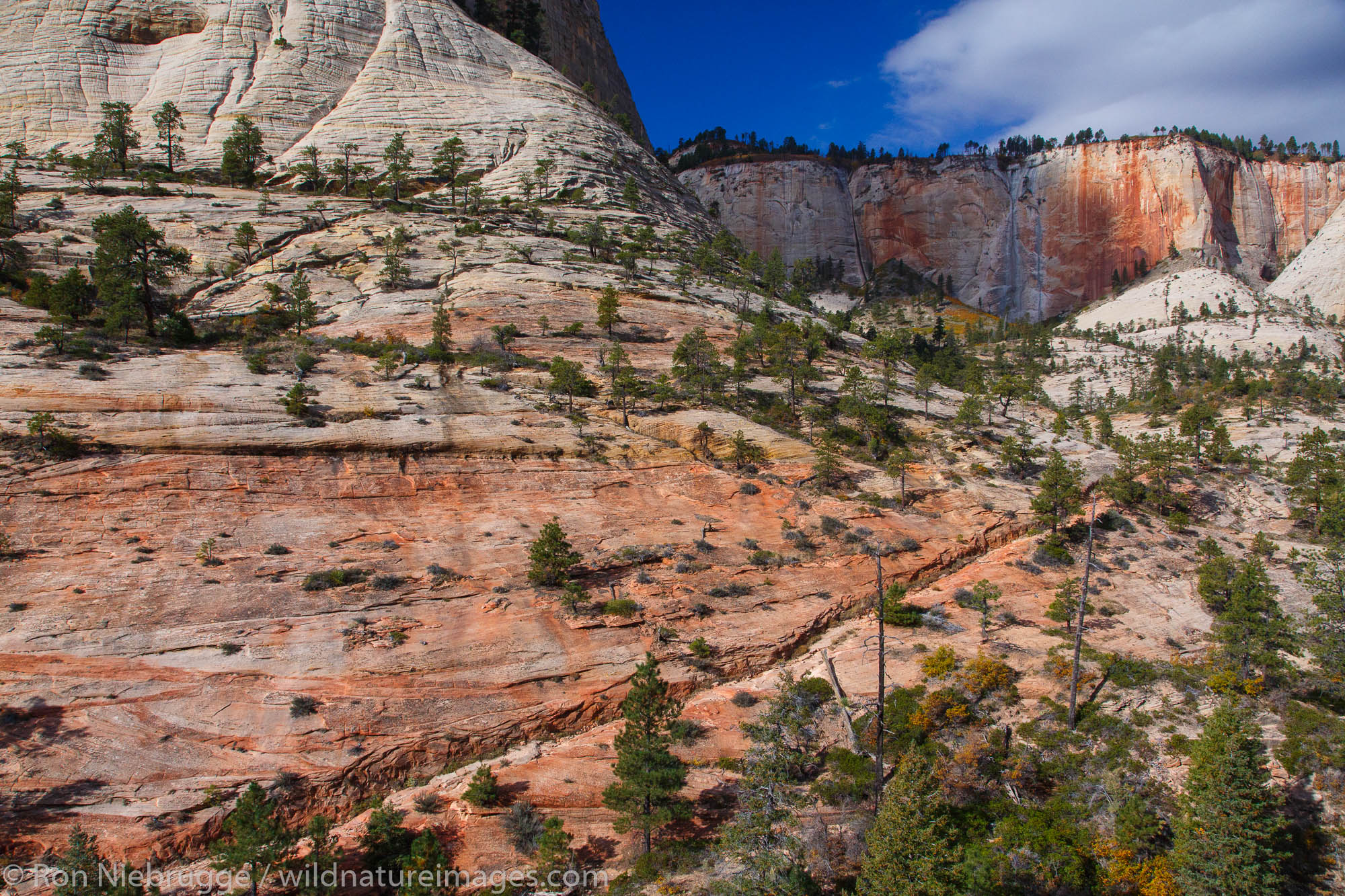 From the West Rim Trail, Zion National Park, Utah.