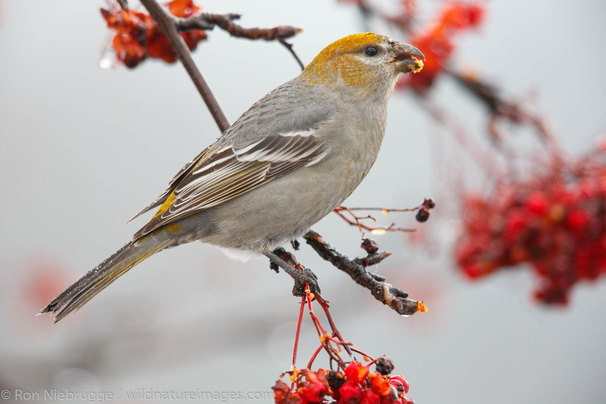 Pine grosbeak, Seward, Alaska.