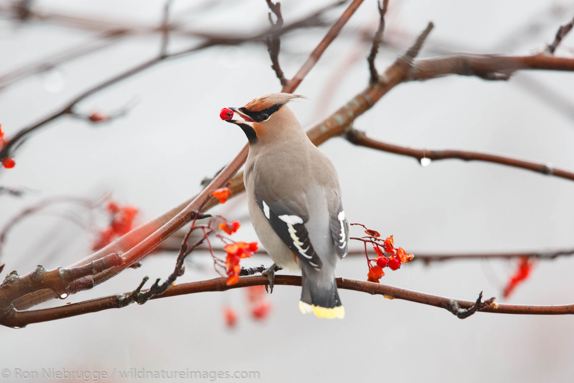 Bohemian Waxwing, Seward, Alaska.