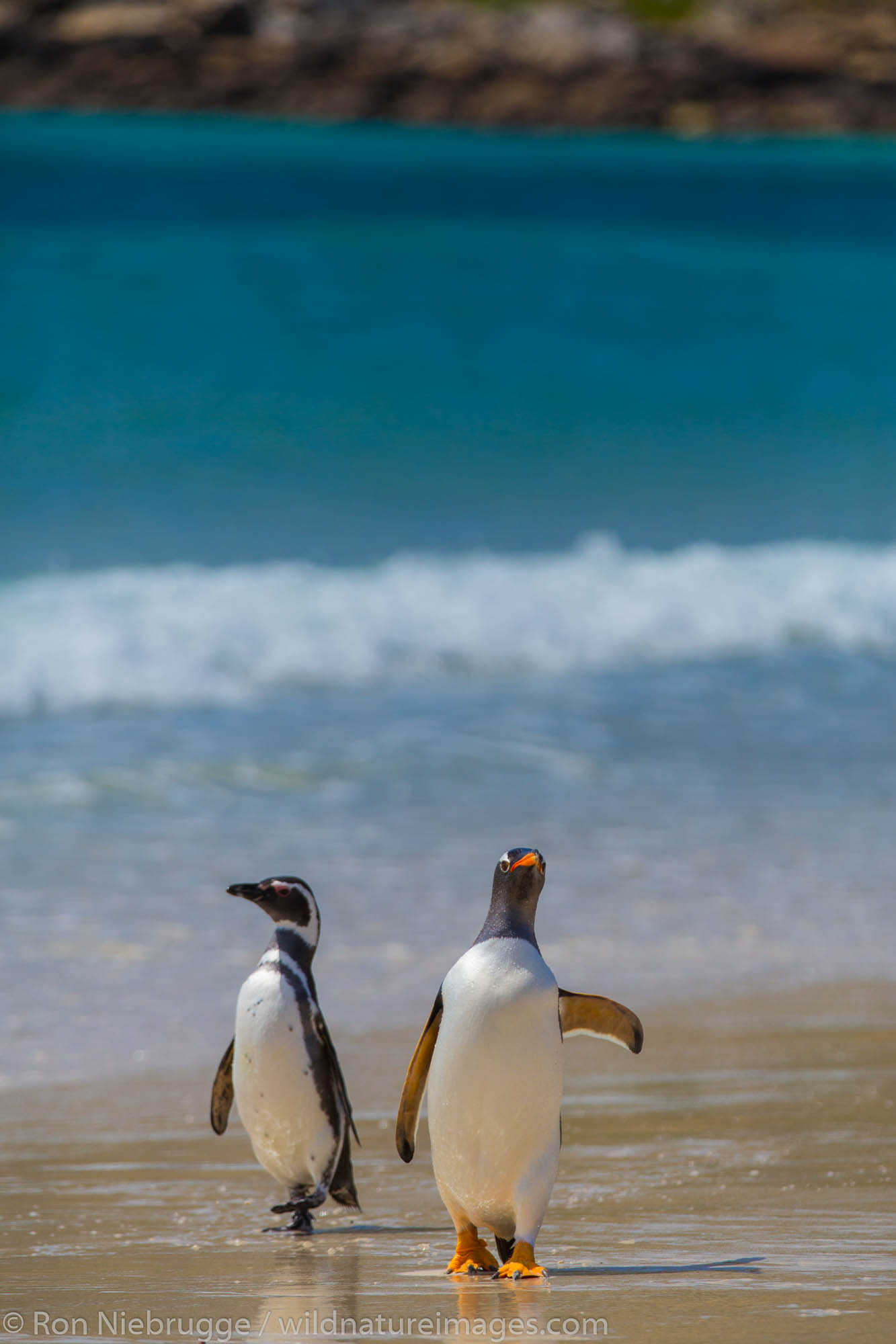 Gentoo and Magellanic penguins, New Island, Falkland Islands.