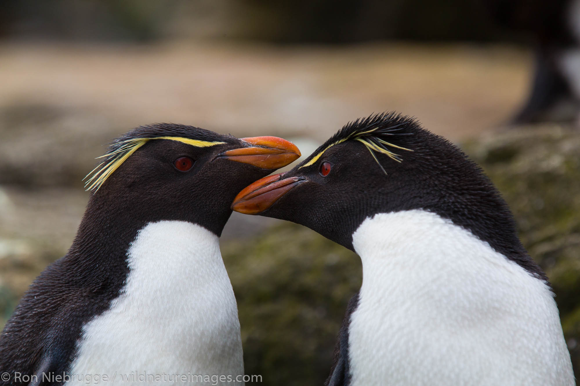 Rockhopper penguin colony, New Island, Falkland Islands.
