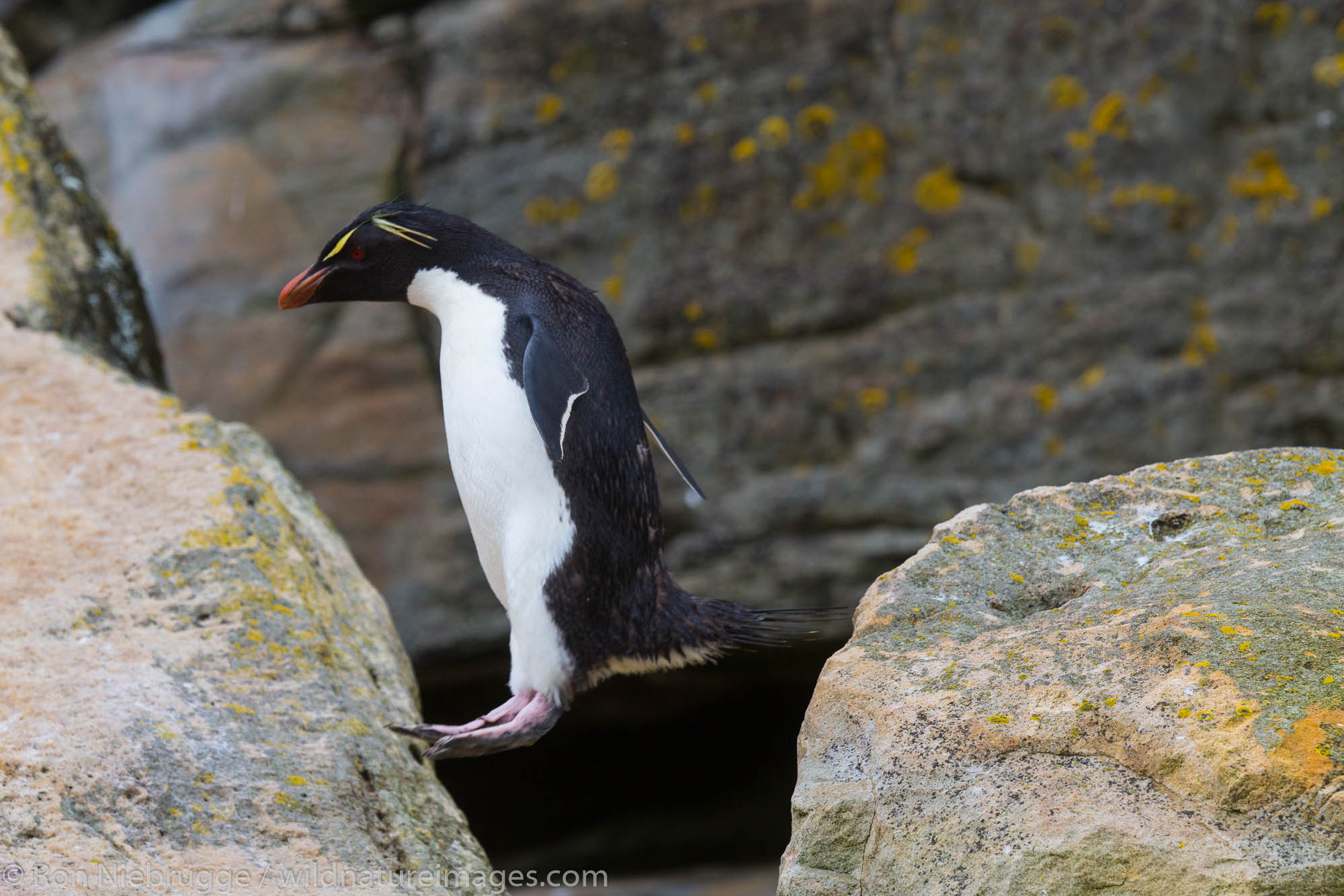 Rockhopper penguin colony, New Island, Falkland Islands.