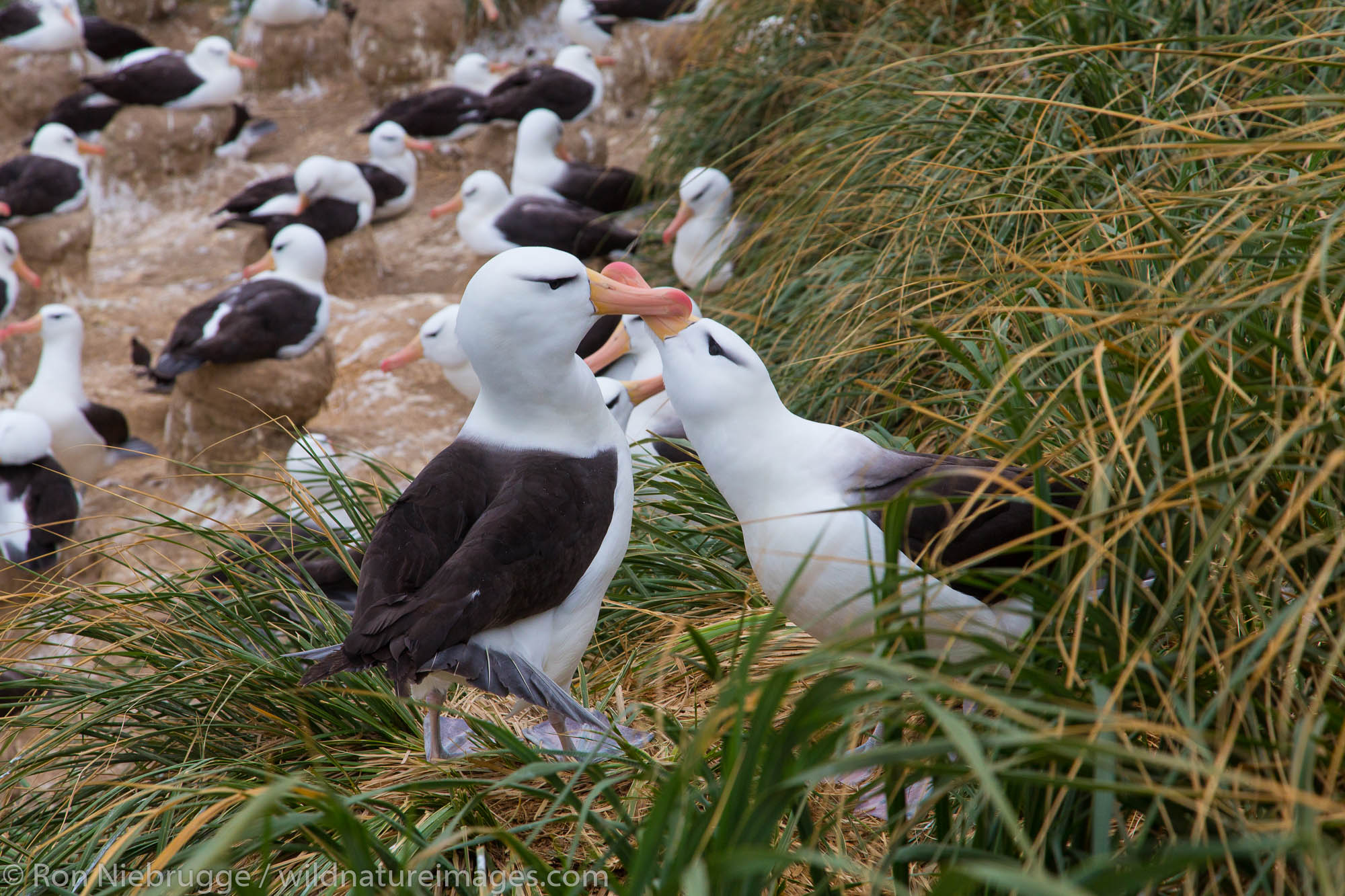 Black-browed albatross colony, Steeple Jason Island, Falklands.