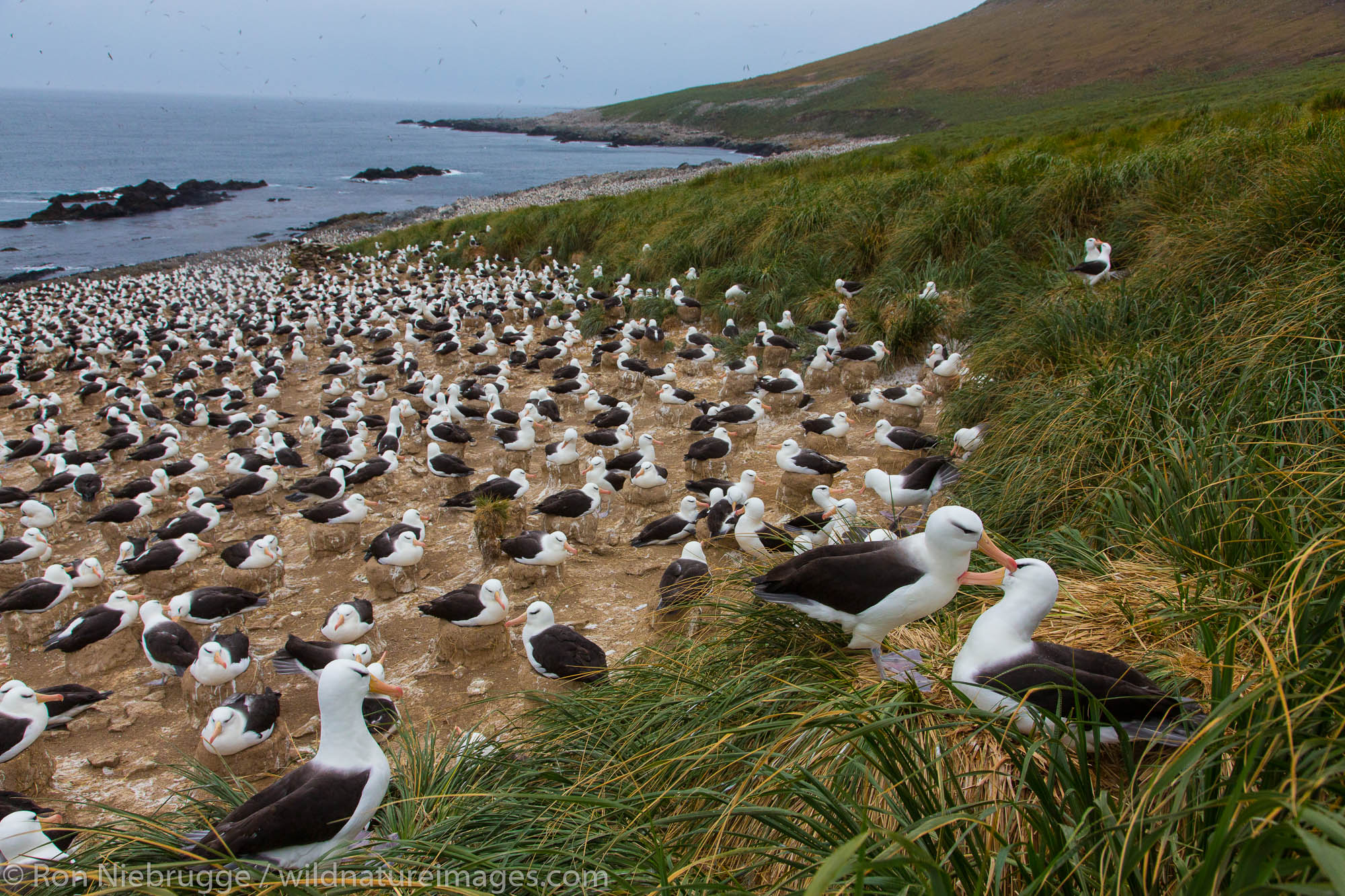 Black-browed albatross colony, Steeple Jason Island, Falklands.
