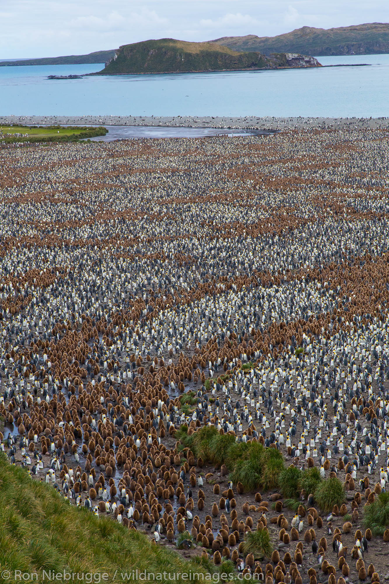 King penguin, Salisbury Plain, South Georgia, Antarctica.