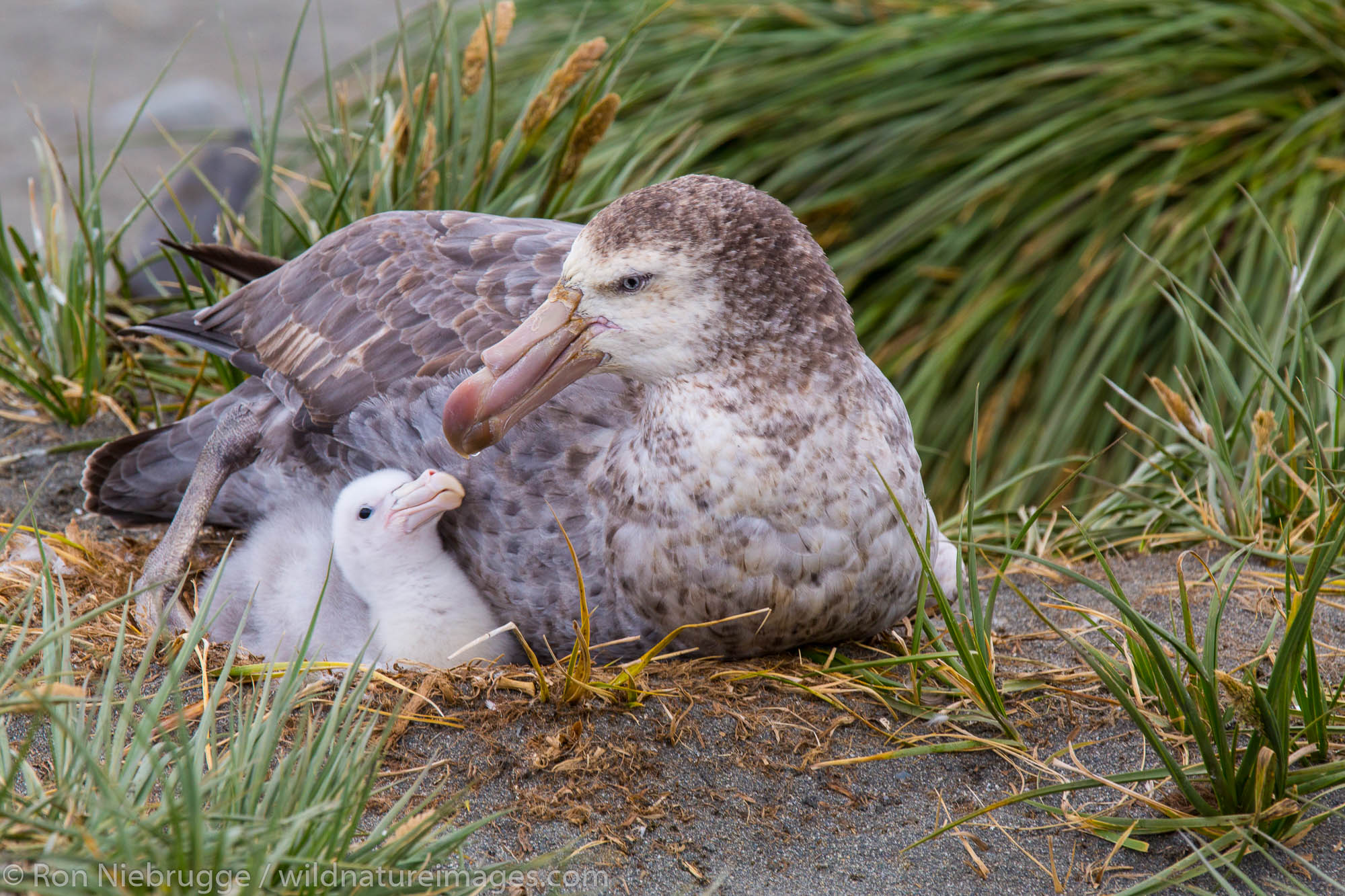 Nesting Northern Giant Petrel, Salisbury Plain, South Georgia, Antarctica.