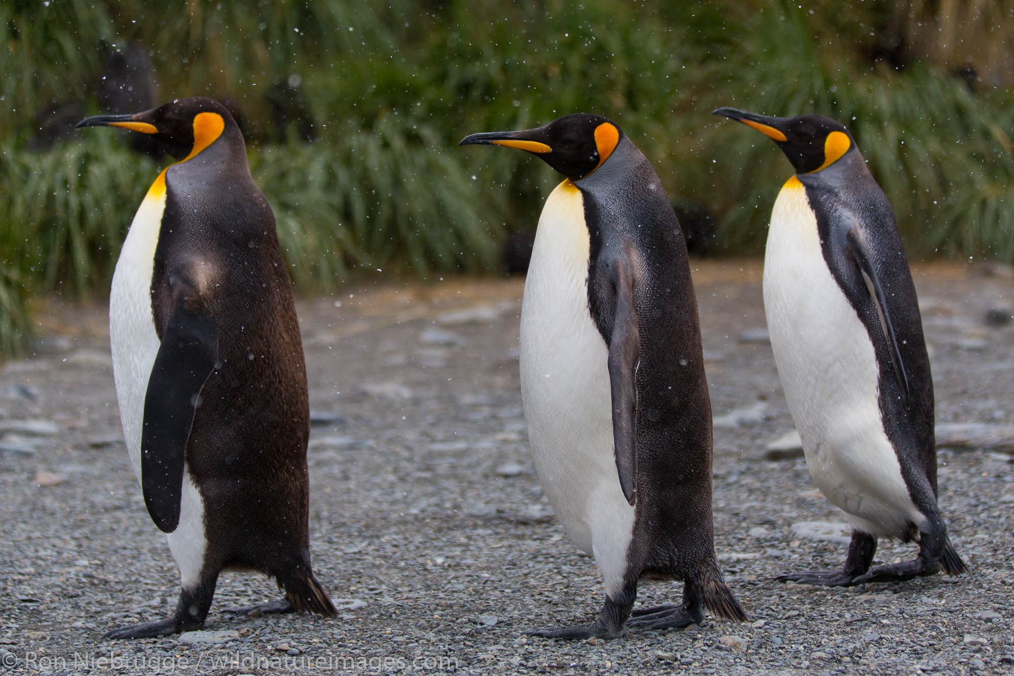 Fortuna Bay, South Georgia, Antarctica.