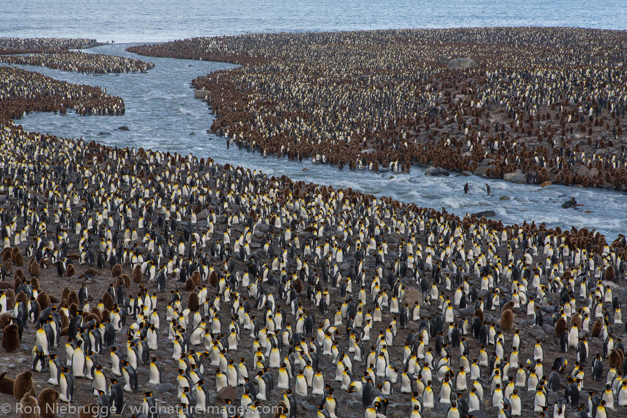 King penguins, St Andrews Bay, South Georgia, Antarctica.