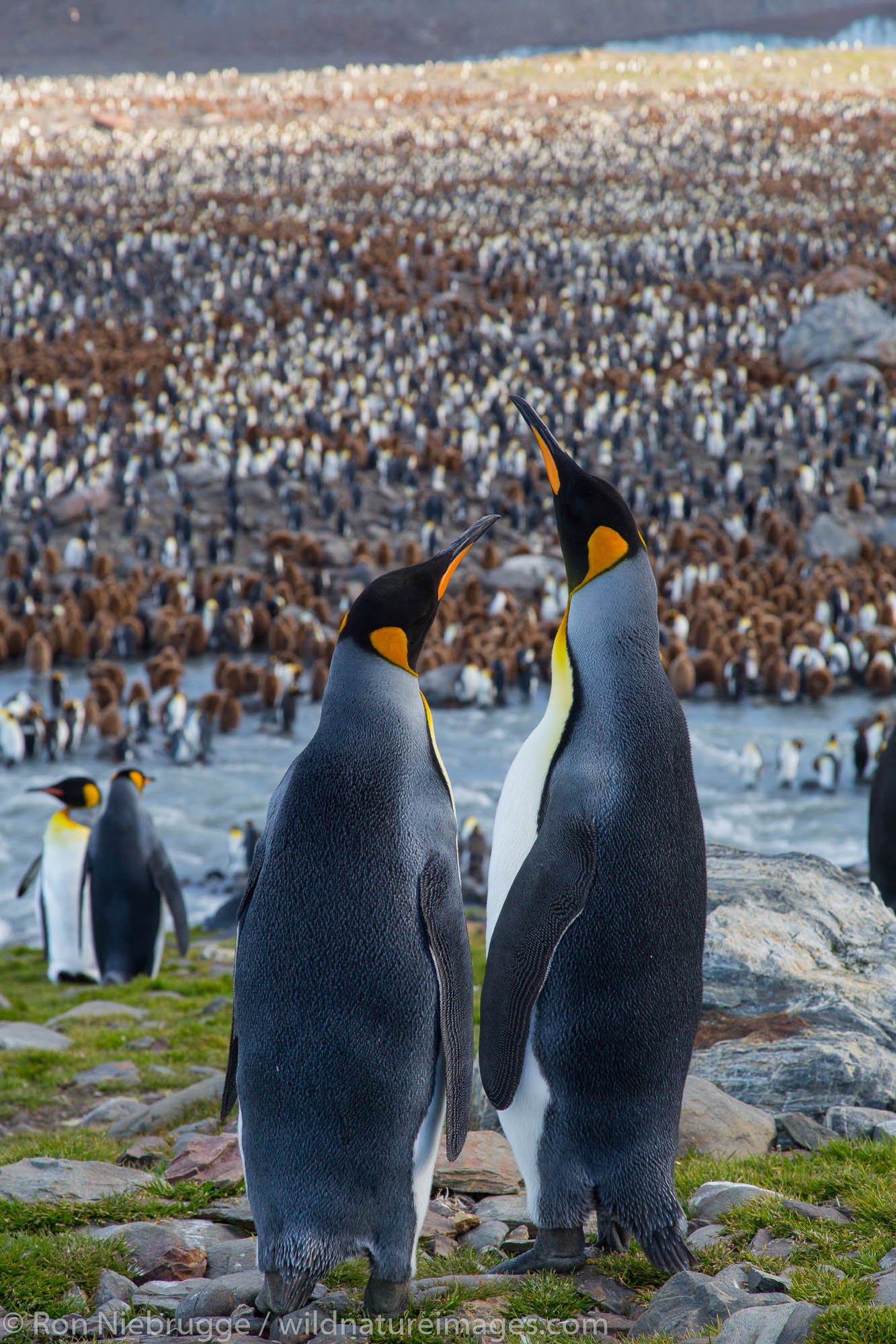 King penguins, St Andrews Bay, South Georgia, Antarctica.
