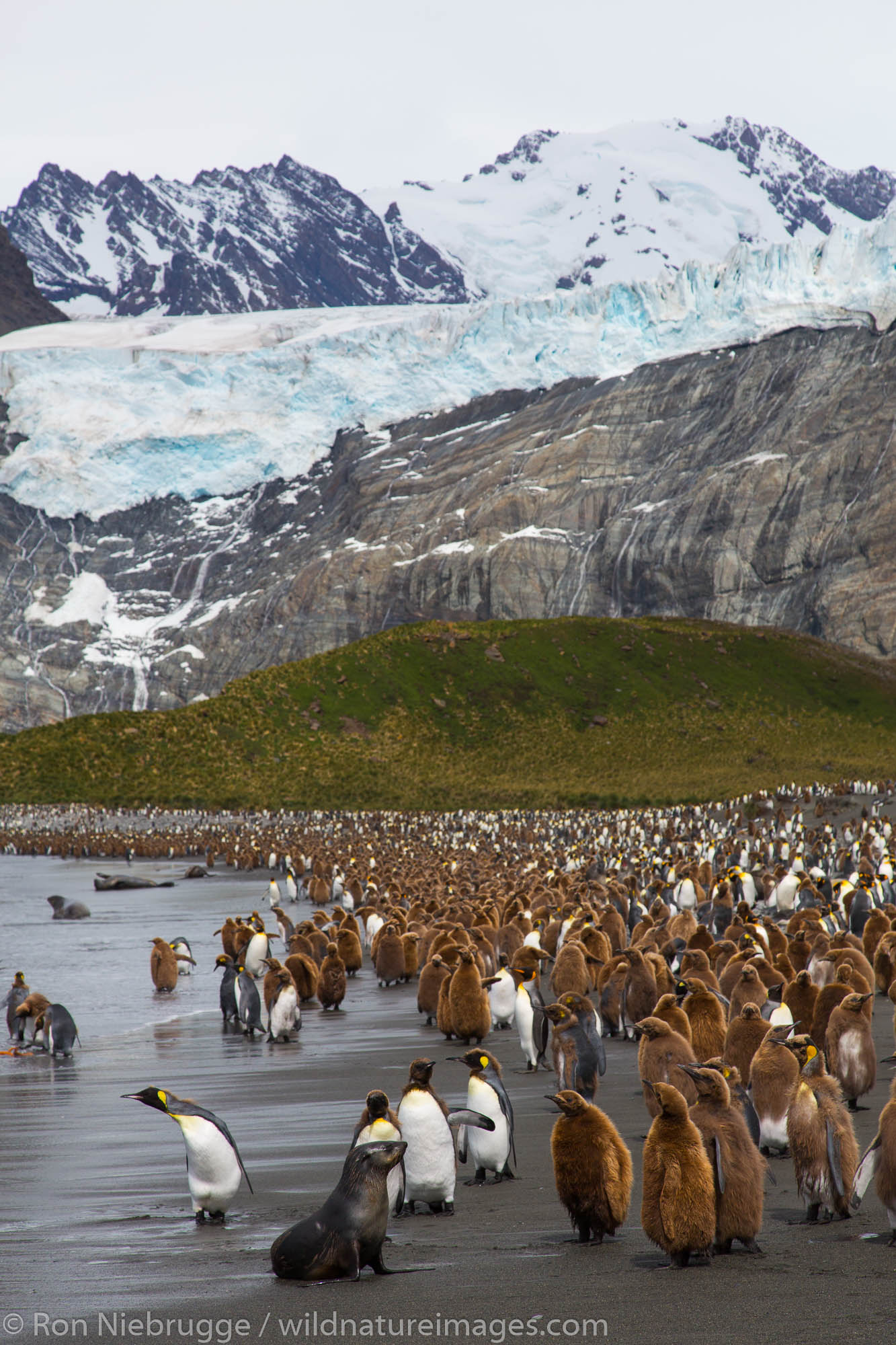 King penguins, Gold Harbour, South Georgia, Antarctica.