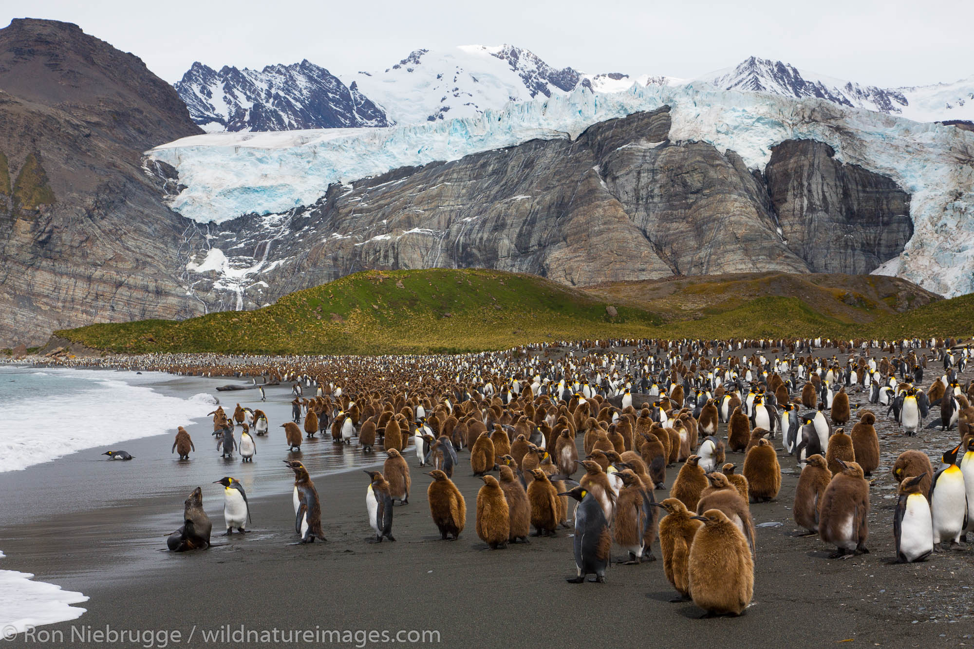 King penguins, Gold Harbour, South Georgia, Antarctica.