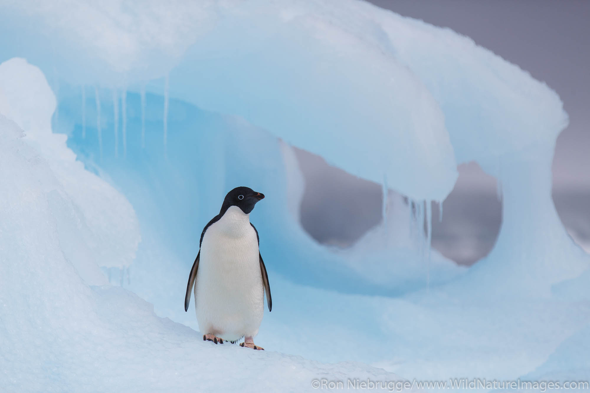 Adelie penguin, Hope Bay, Antarctica.