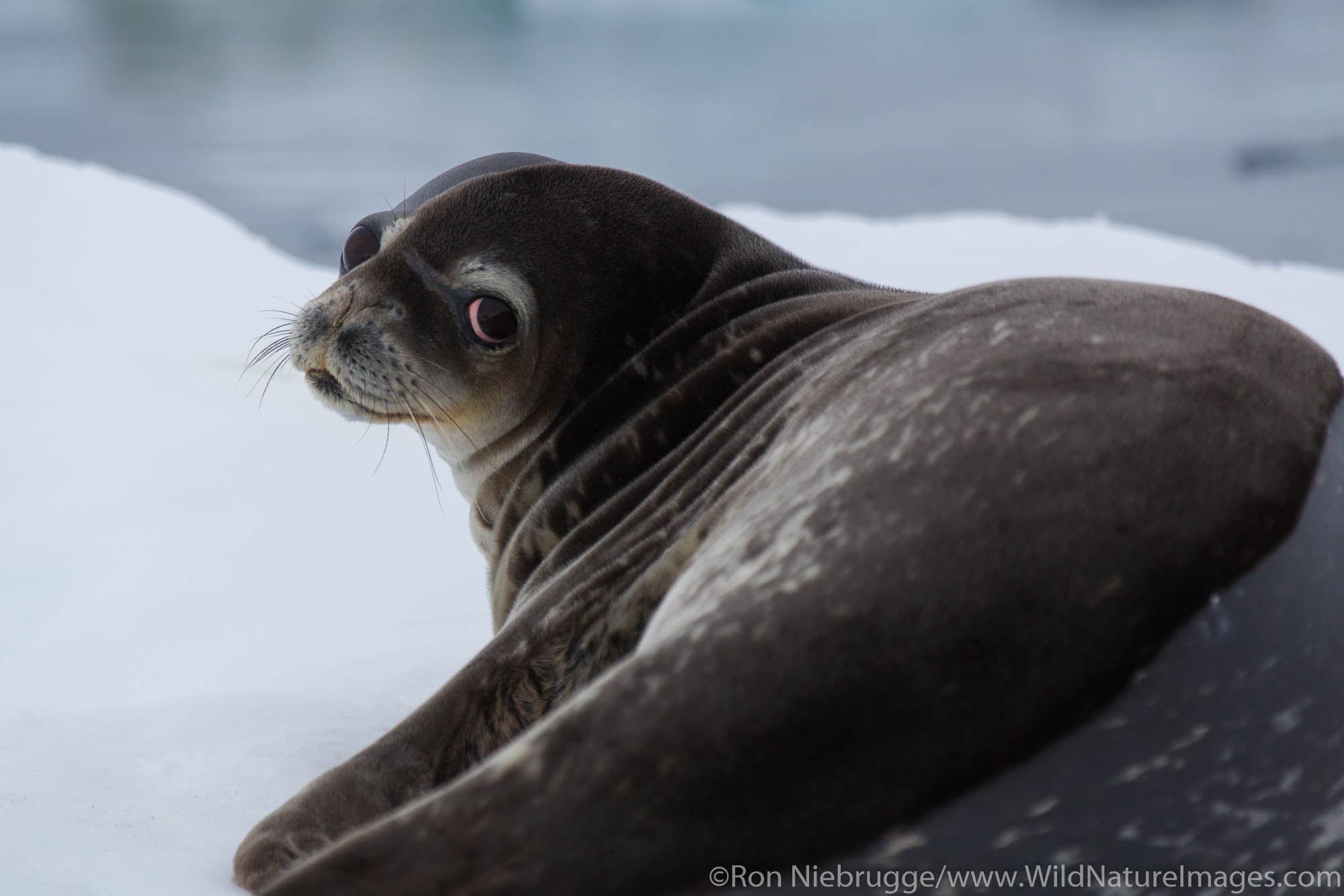 Weddel Seal, Antarctica.