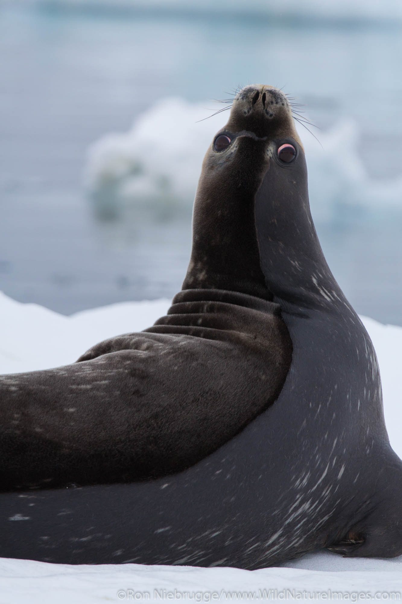 Weddel Seal, Antarctica.