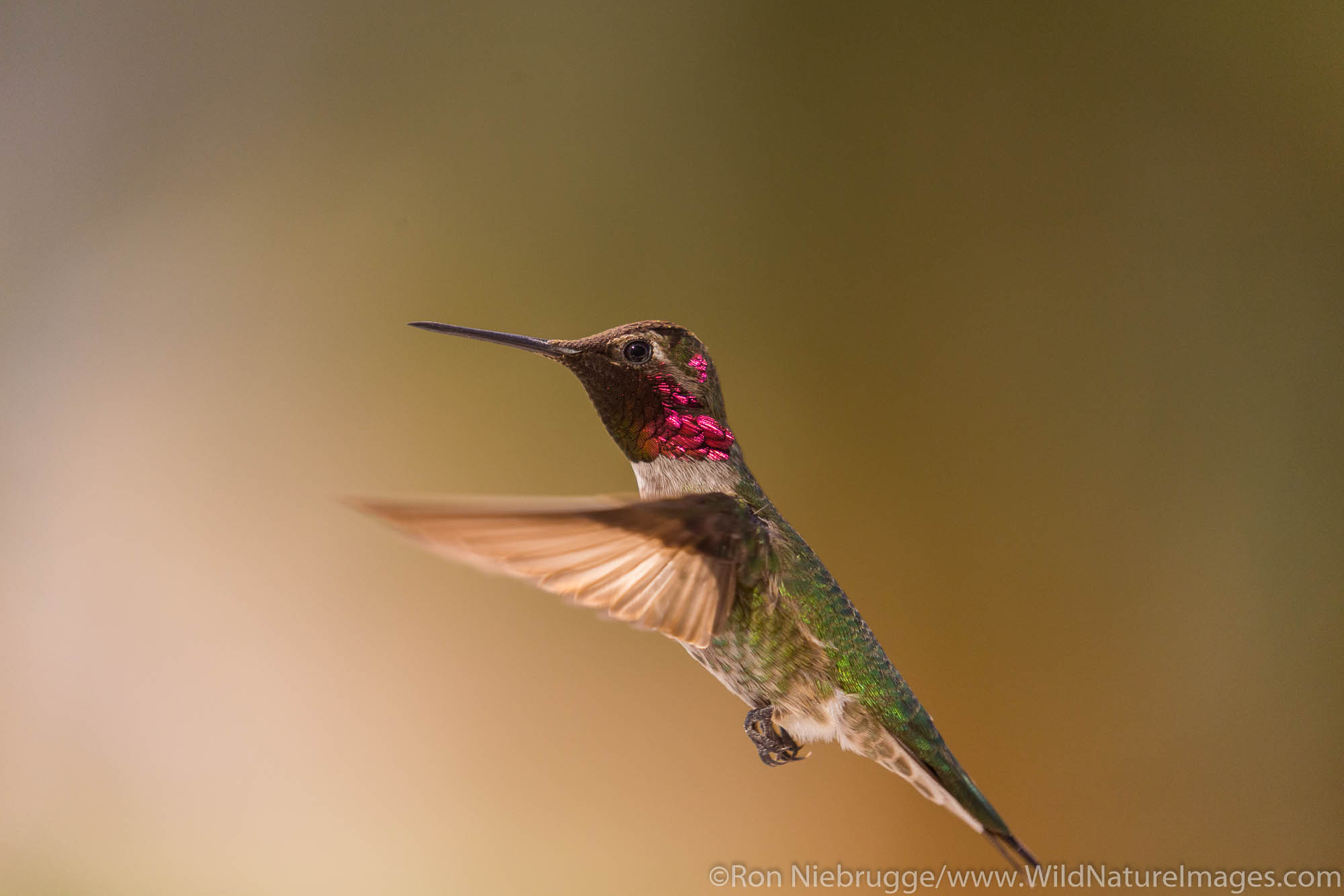 Anna's Hummingbird, Anza-Borrego Desert State Park, California.