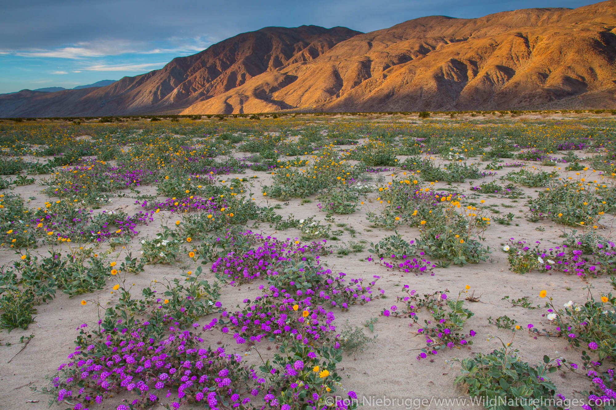 Fields of wildflowers bloom in Anza-Borrego Desert State Park, California.