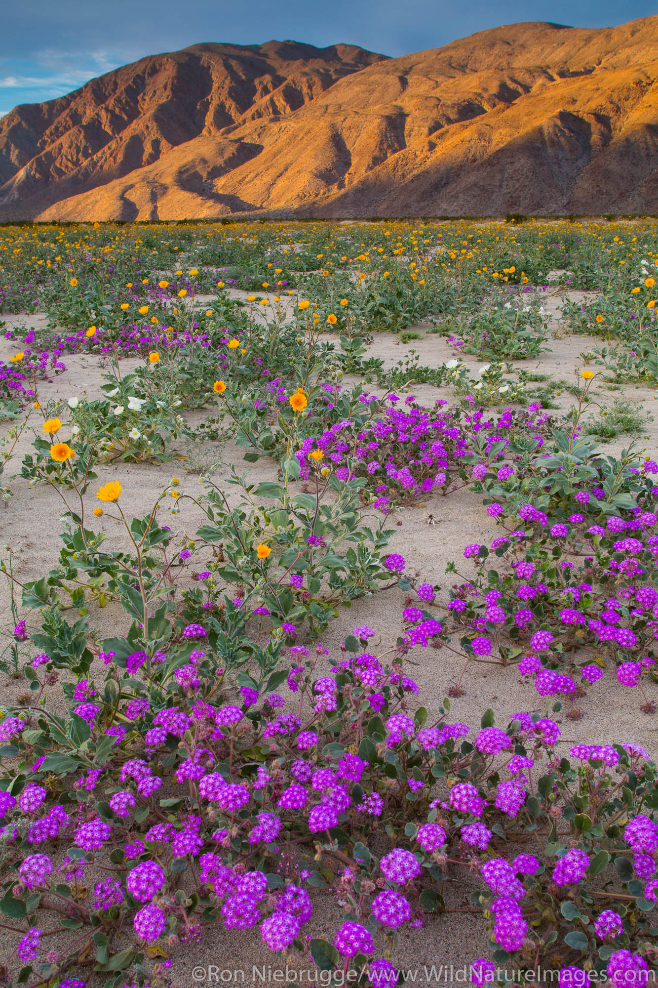 Fields of wildflowers bloom in Anza-Borrego Desert State Park, California.