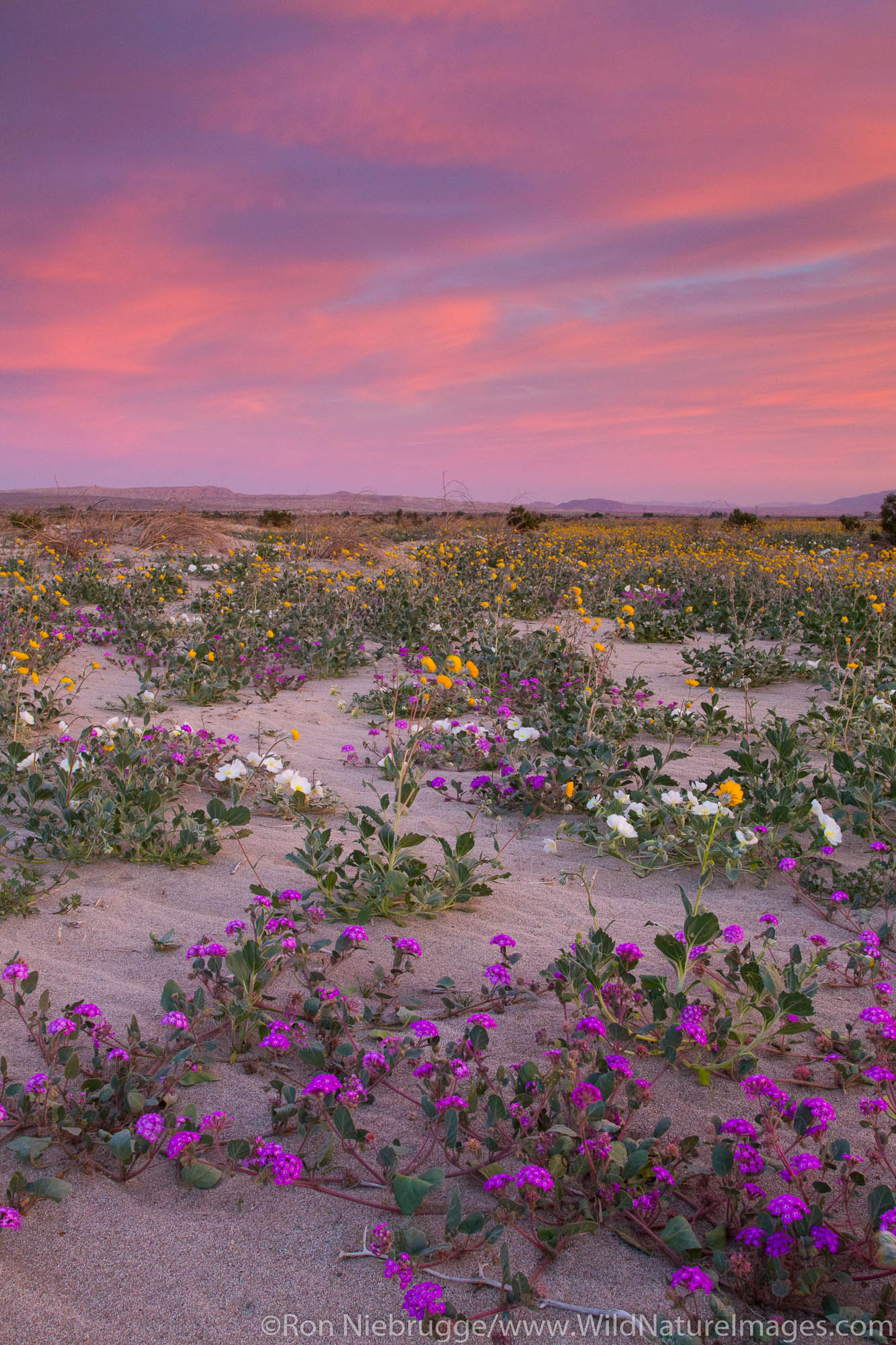 Fields of wildflowers bloom in Anza-Borrego Desert State Park, California.