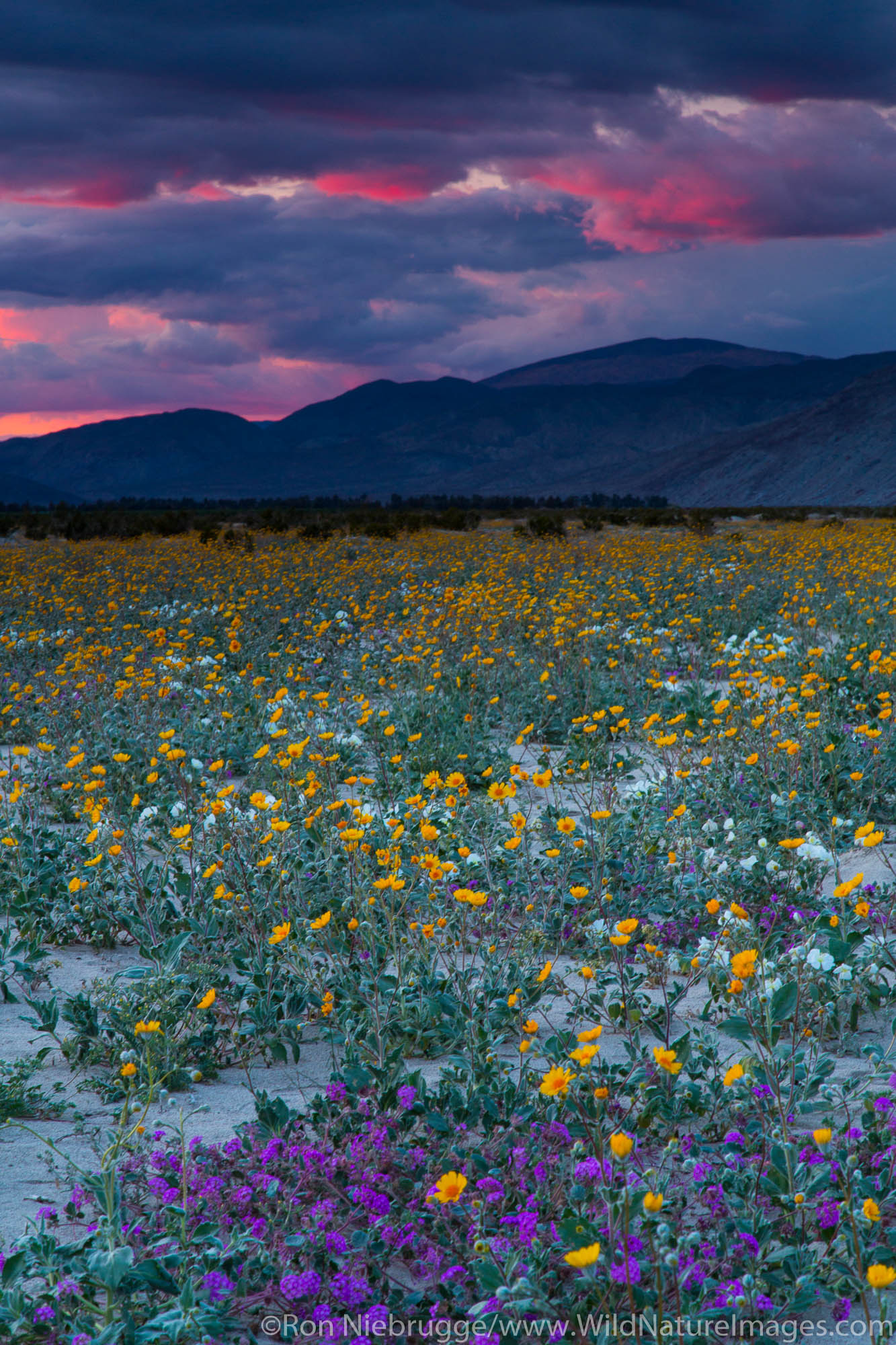 Anza-Borrego Desert State Park, California.
