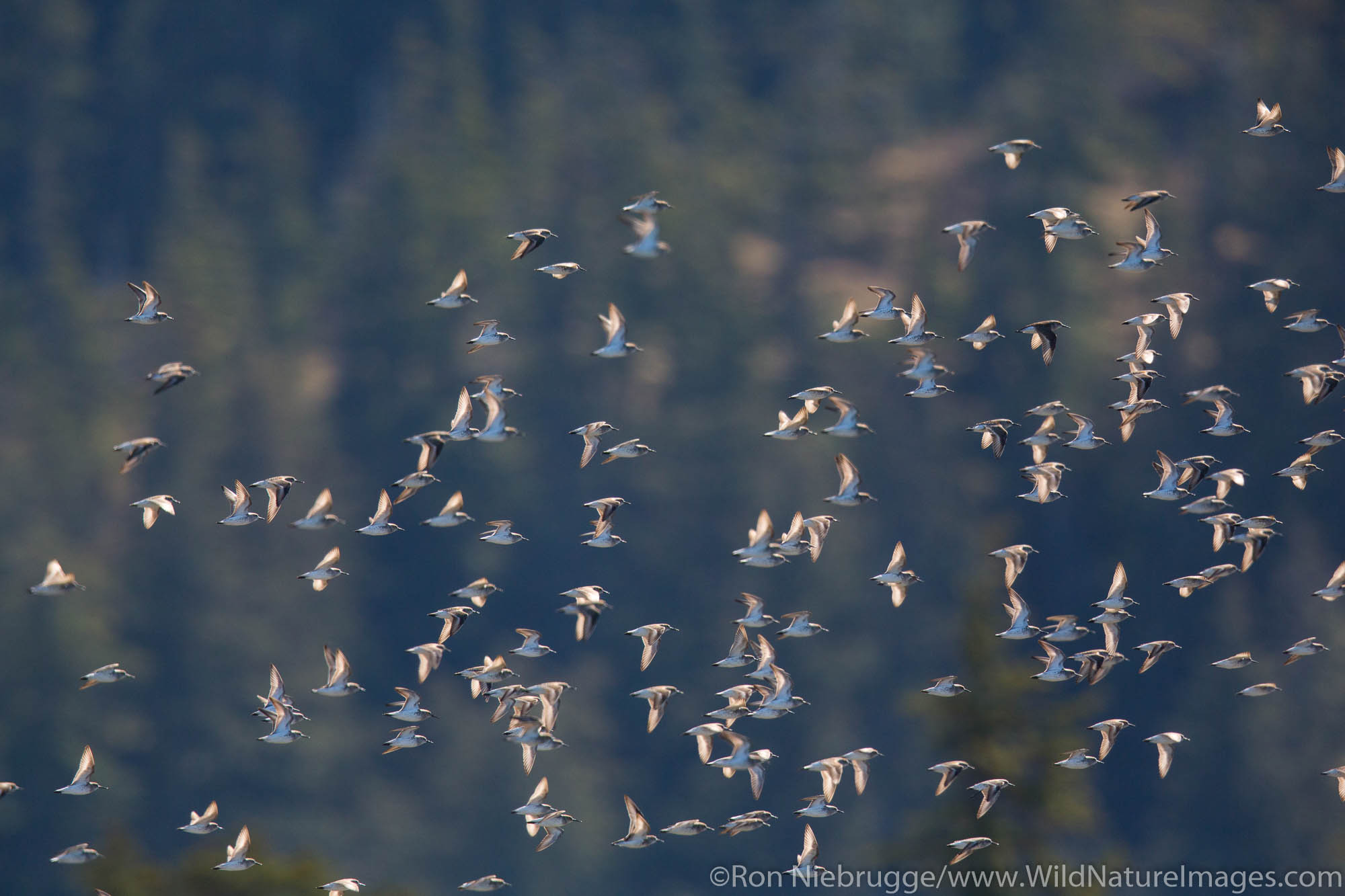 Shorebird migration, Prince William Sound, Chugach National Forest, Cordova, Alaska.