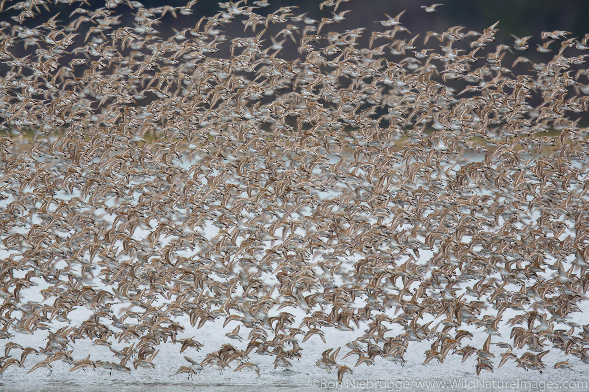 Shorebird migration, Prince William Sound, Chugach National Forest, Cordova Alaska.