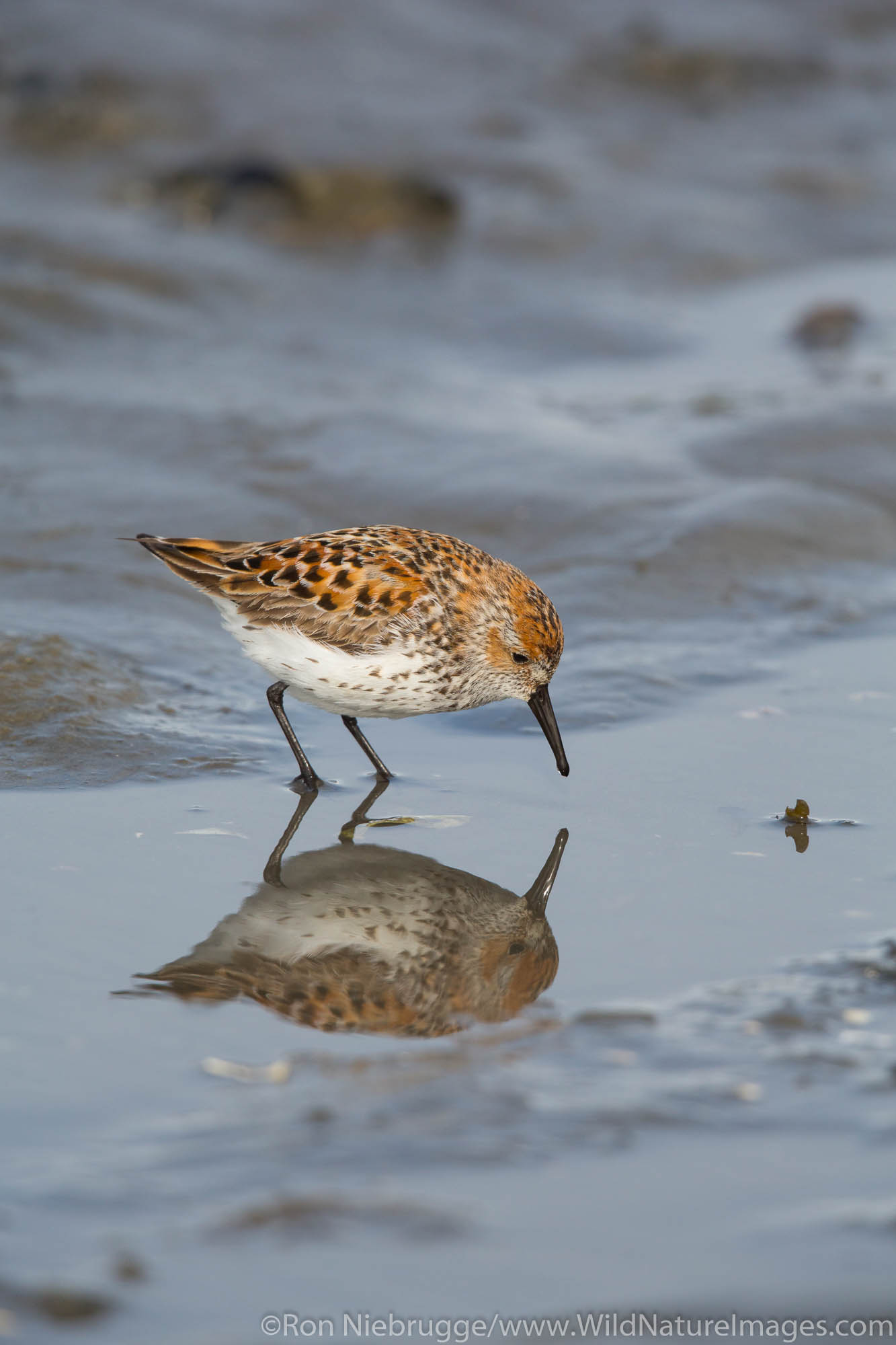 Shorebird migration, Prince William Sound, Chugach National Forest, Cordova Alaska.